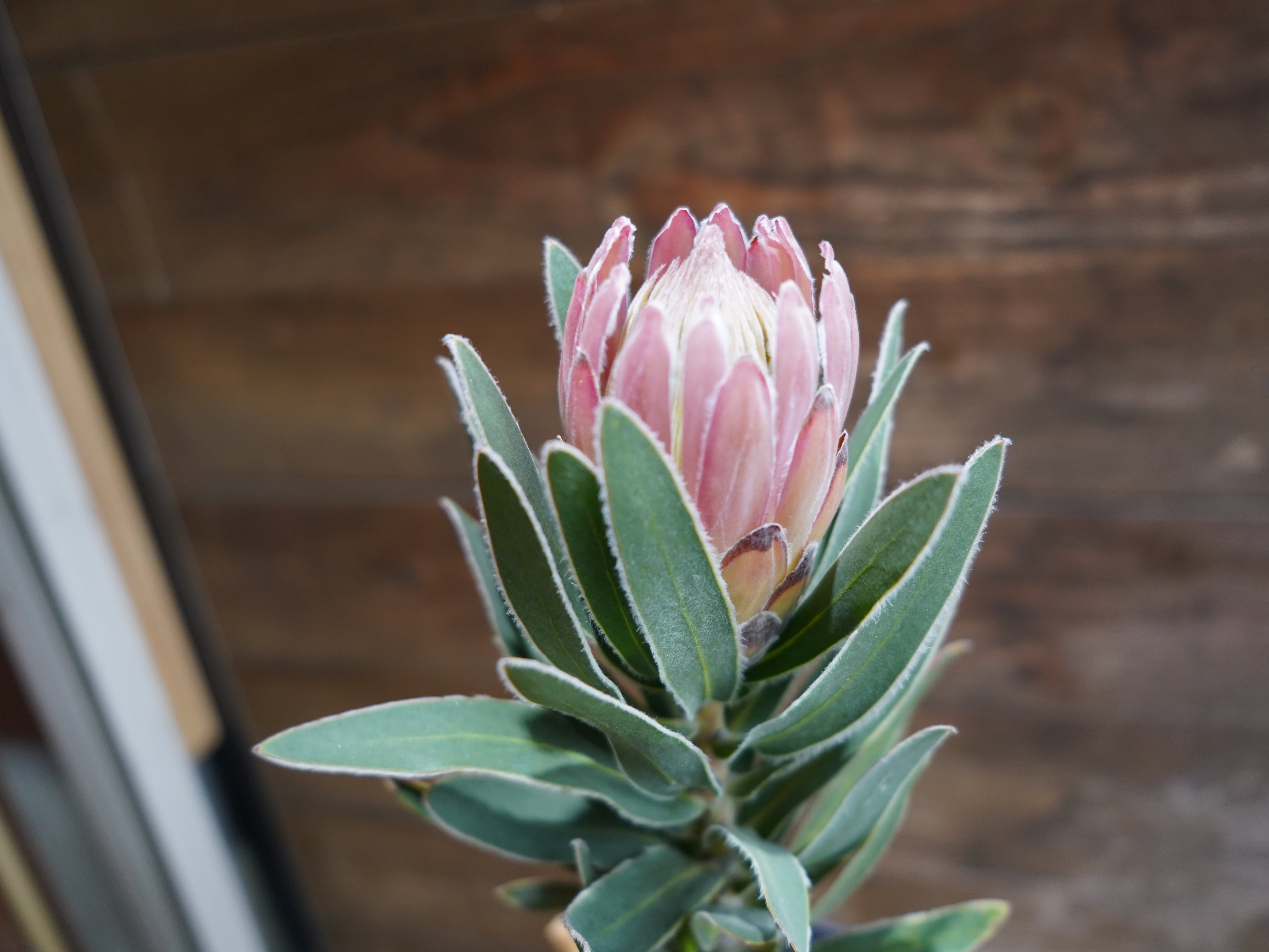 【現物】プロテア "ピンクパール"