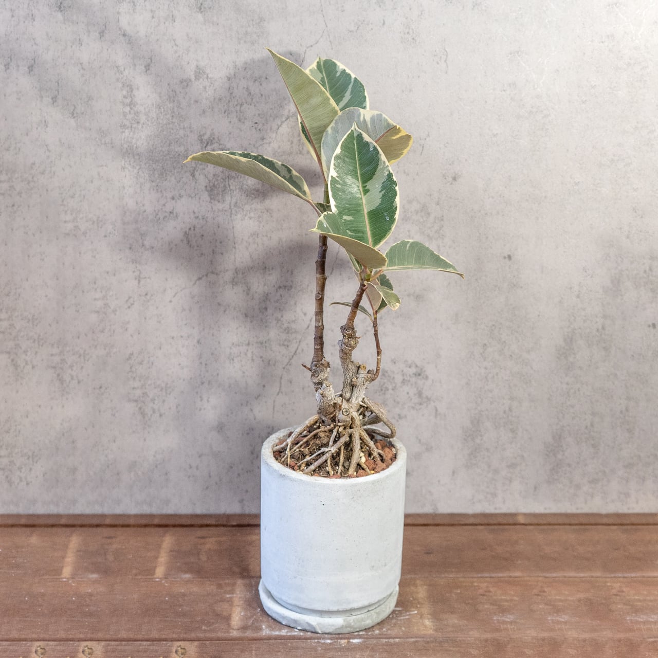 レア株|フィカス・ティネケ|絡み合う根元とトリコロールの葉が美しい観葉植物【モルタル鉢/個性派インテリアグリーン】