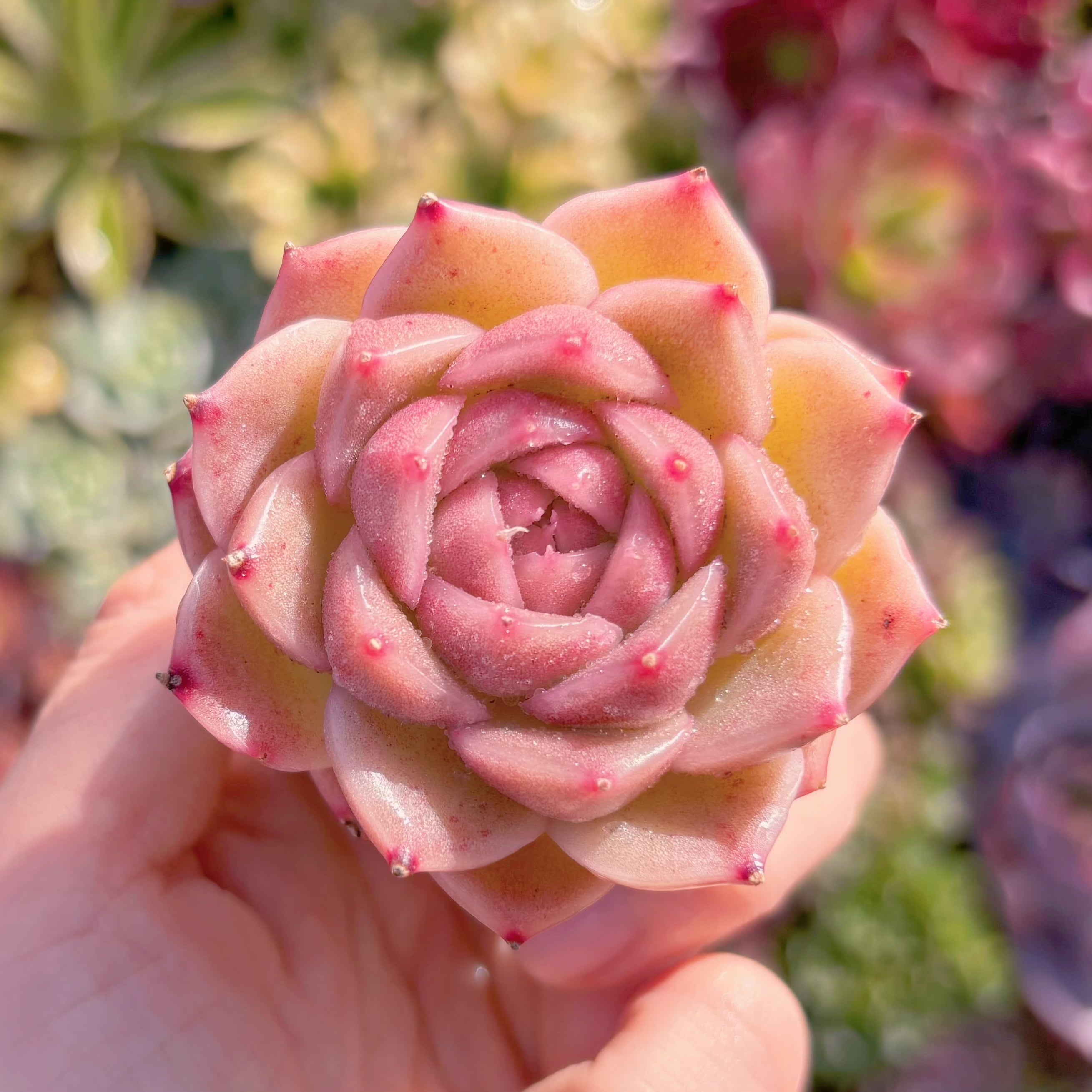 多肉植物　ピンクベラ　新入荷　るる農園