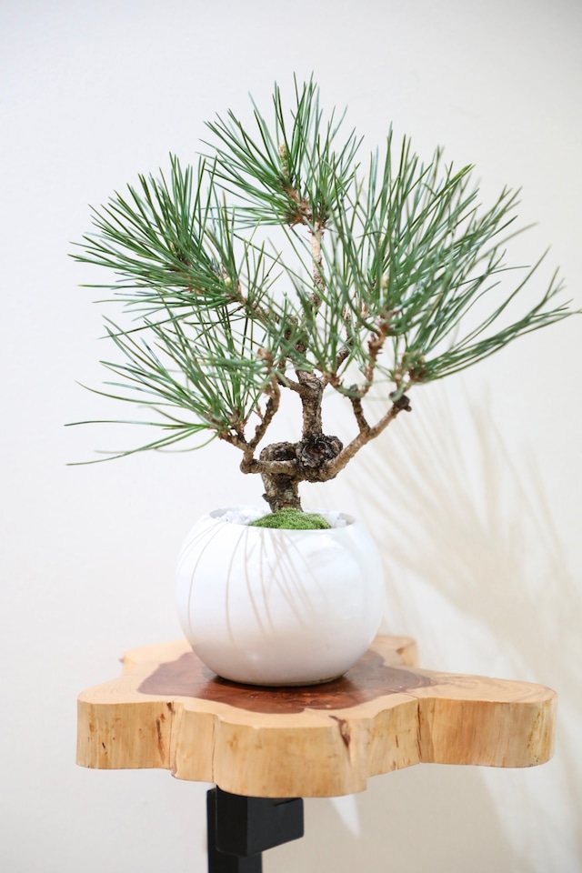 【S】黒松 盆栽/Japanese black pine bonsai ※陶器鉢付き