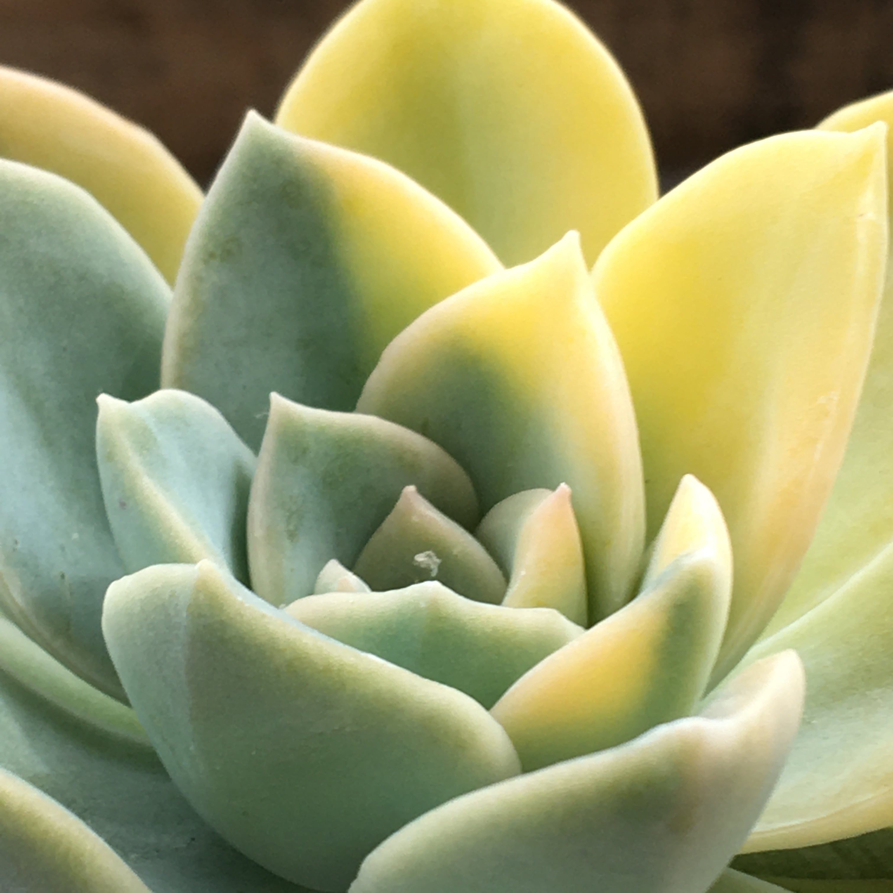 多肉植物 韓国苗 ハリーワトソン錦 変異株 ハリーワトソン錦 | E-TANIKU（イータニク）