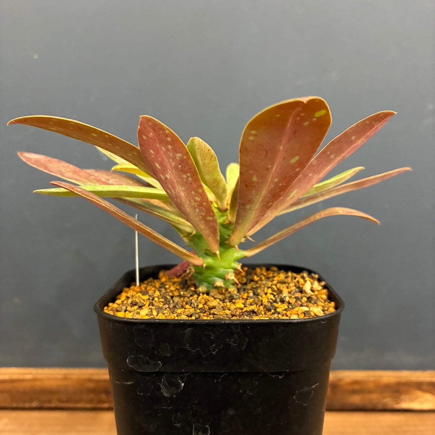 新着3日限定10%OFF】ユーフォルビア ムランジーナ【560】 | PROTOLEAF