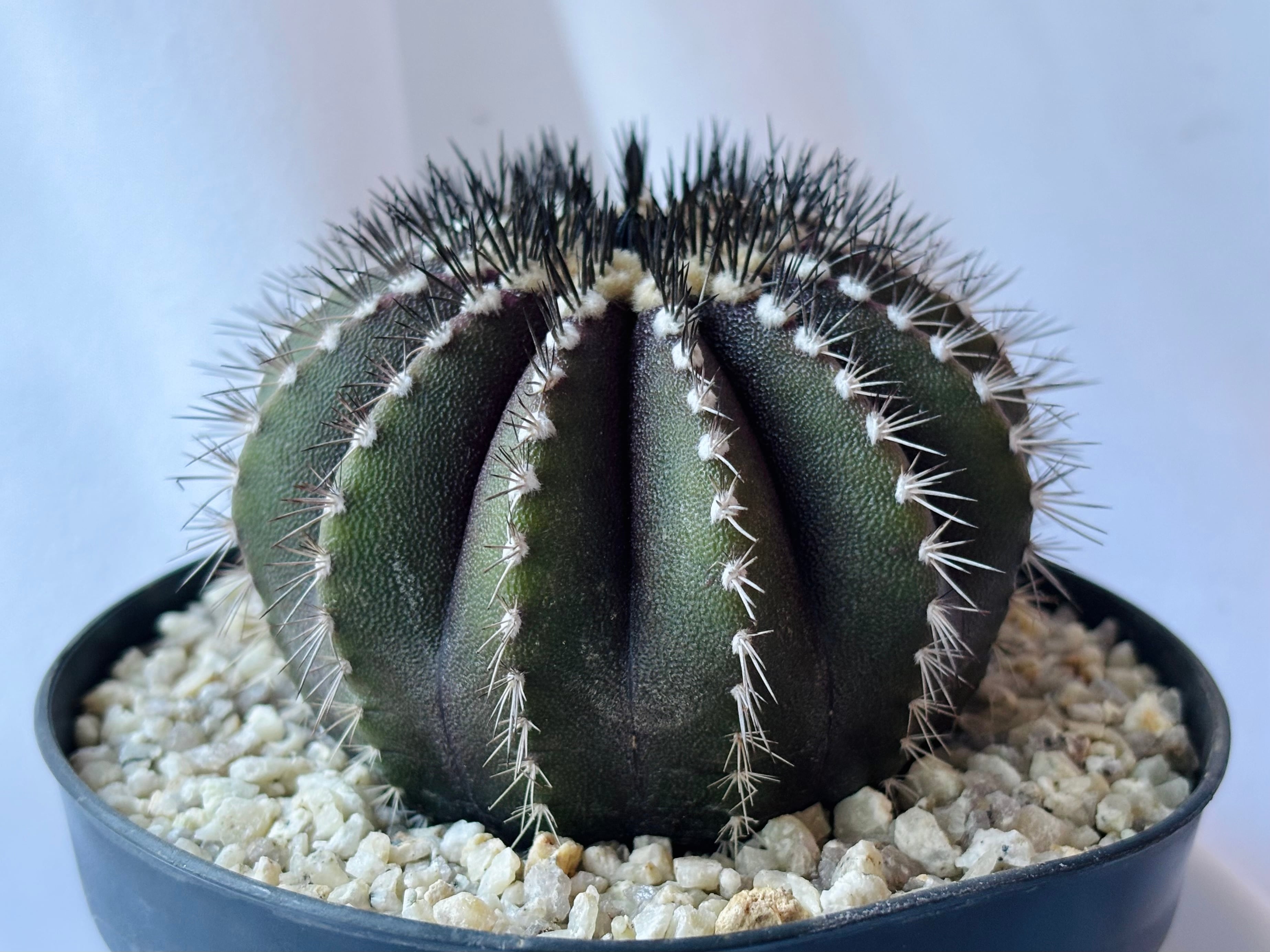 Uebelmmania pectinifera ユーベルマニア・ペクチニフェラ サボテン