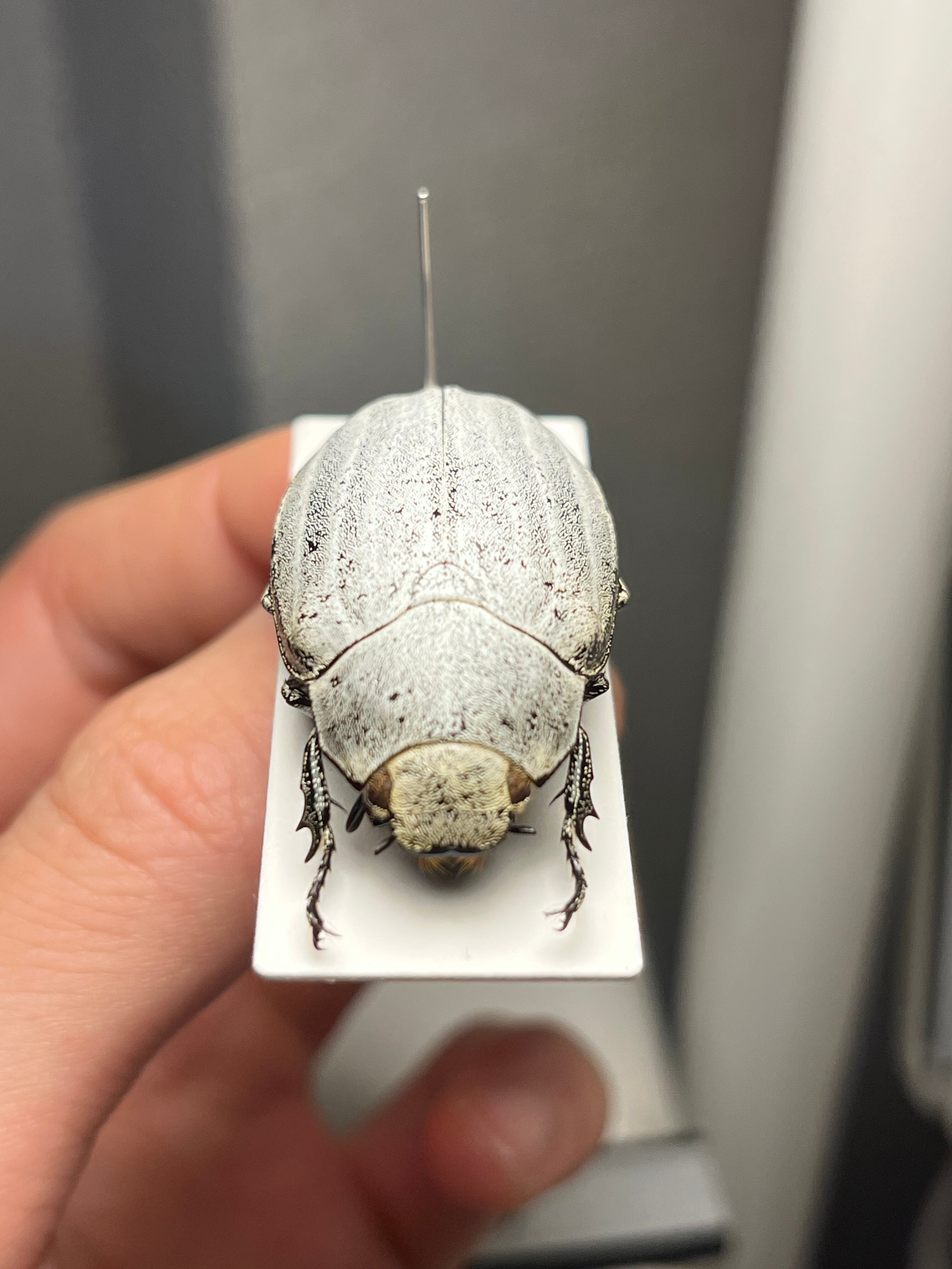 38mm】マッシロコガネ Cyphochilus 地球上で最も白い生物 プラチナ
