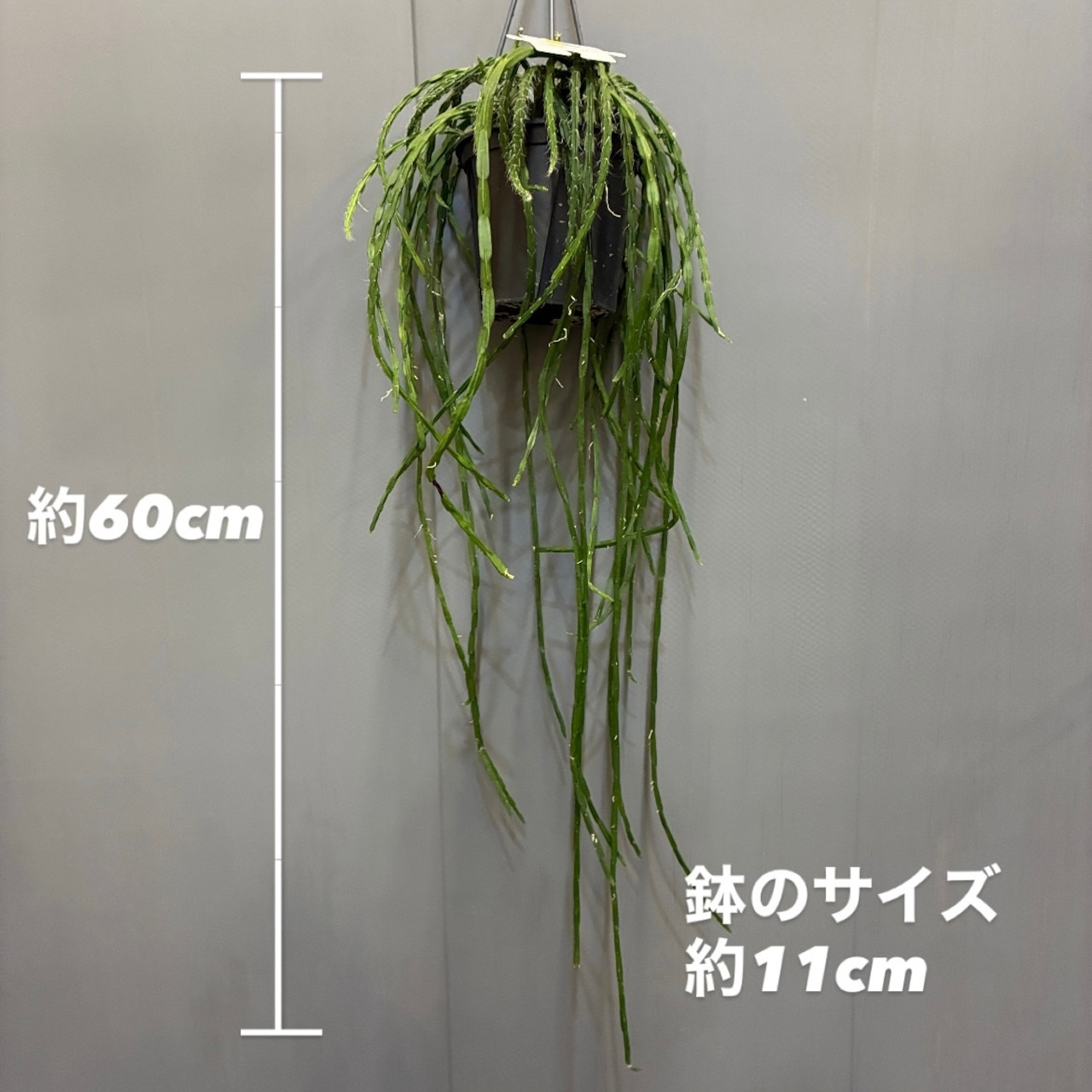 【新着3日限定10%OFF】リプサリス　パラドクサ【982】