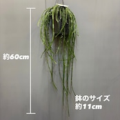 【新着3日限定10%OFF】リプサリス　パラドクサ【982】