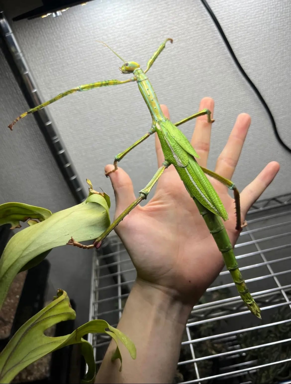 210mm】ゴライアスオオトビナナフシ 陸のザリガニ歩くソーセージ