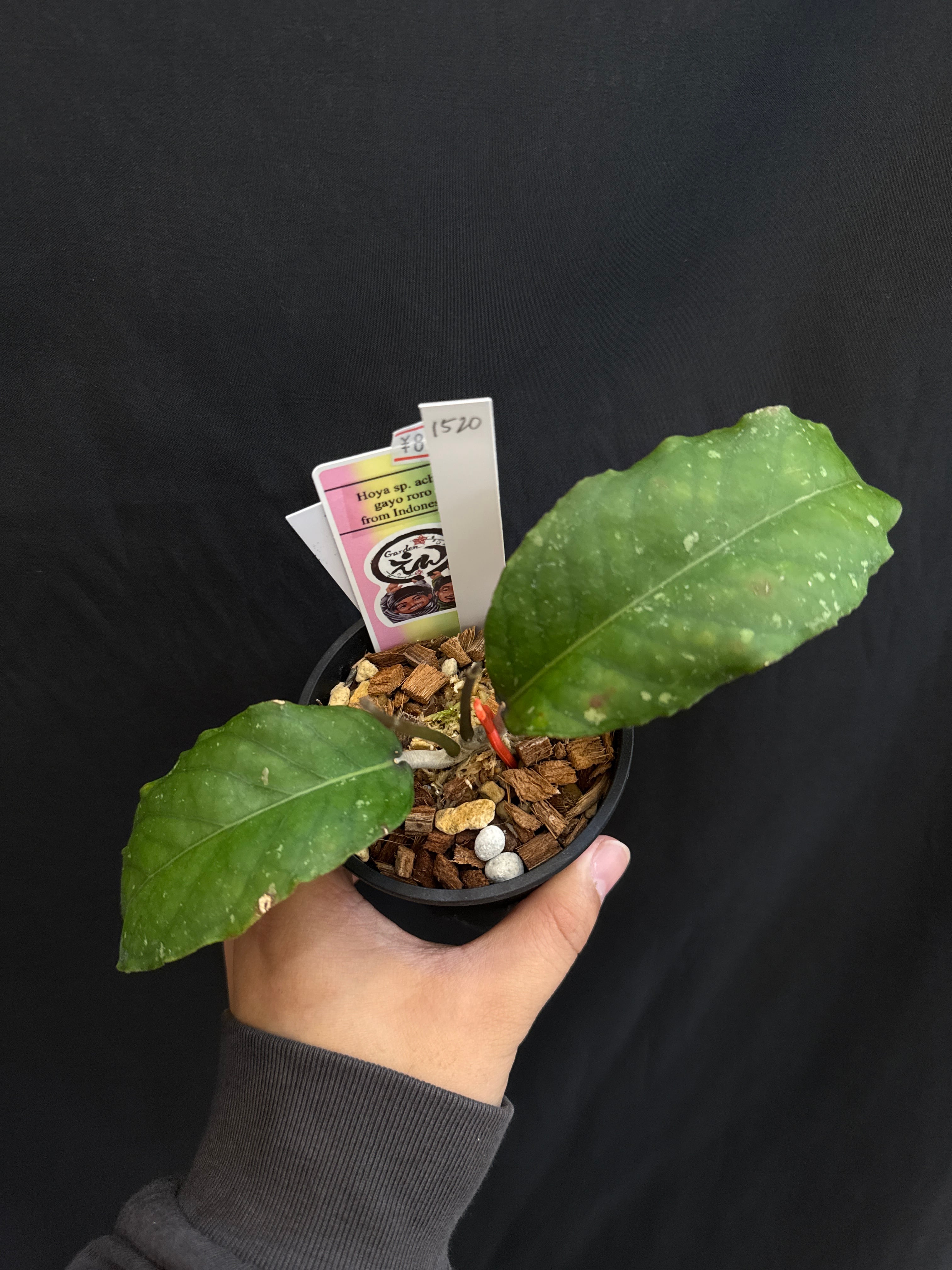 1520 ホヤ sp. ache gayo roro from Indonesia | Gardenえん 【観葉