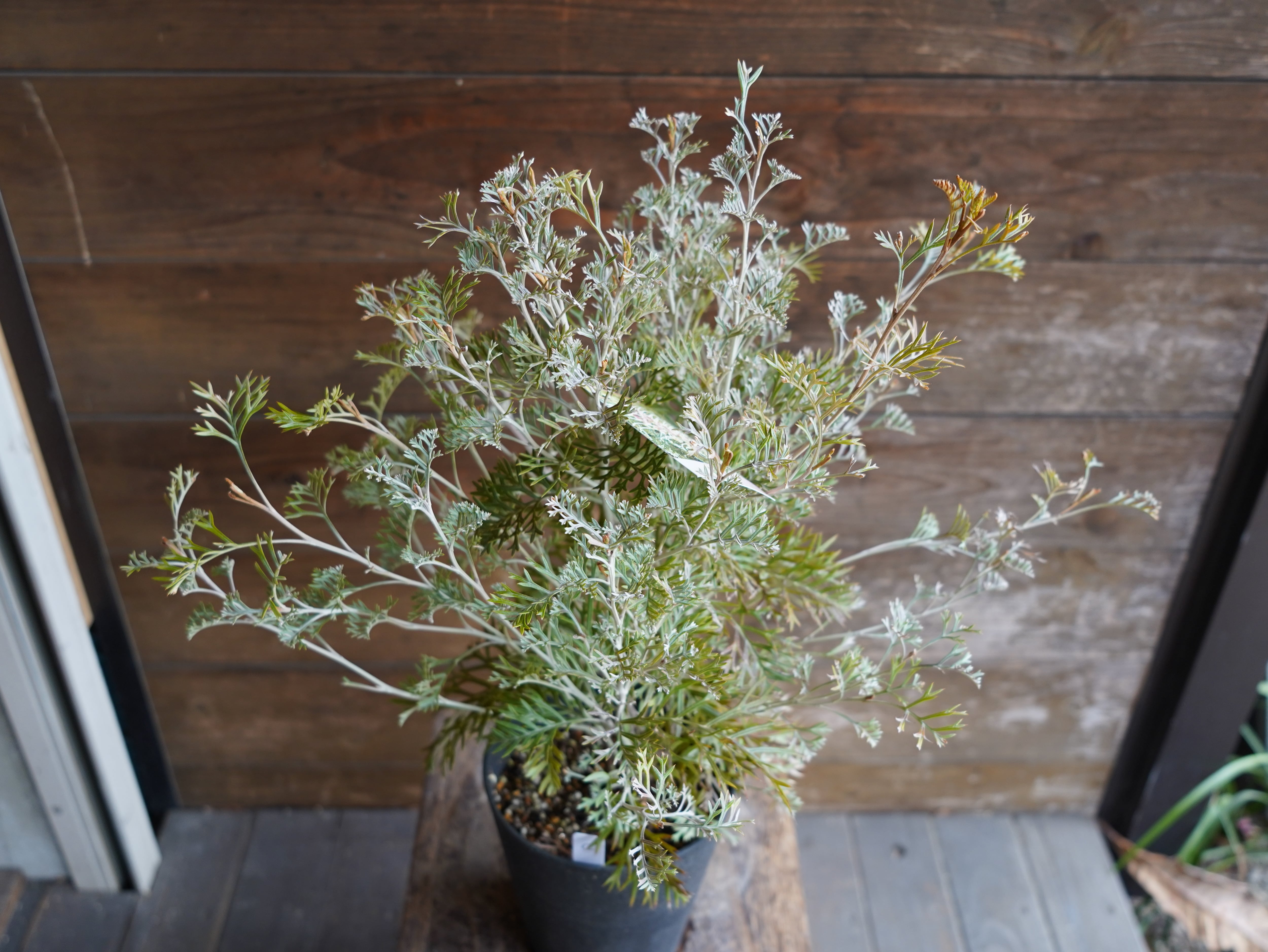 【現物】グレビレア ”クリームパッション” C