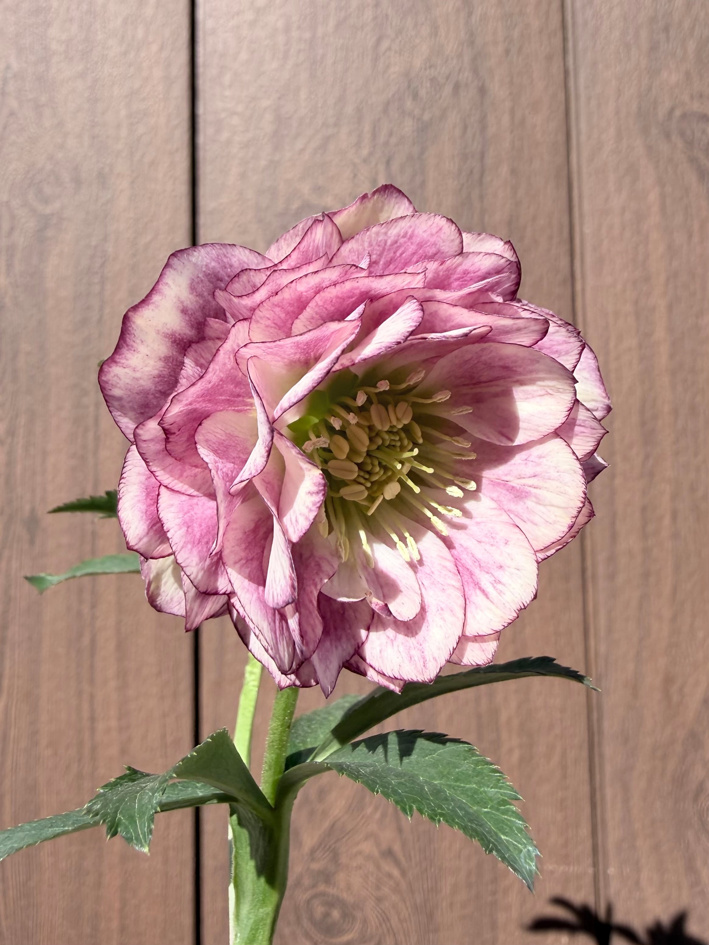 アフロディーテプリマヴェーラ ※蕾無し価格 加藤農園 クリスマスローズ