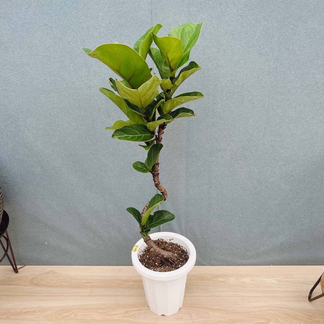現品］ツピタンサス 8号 観葉植物 室内 大型 おしゃれ シェフレラ