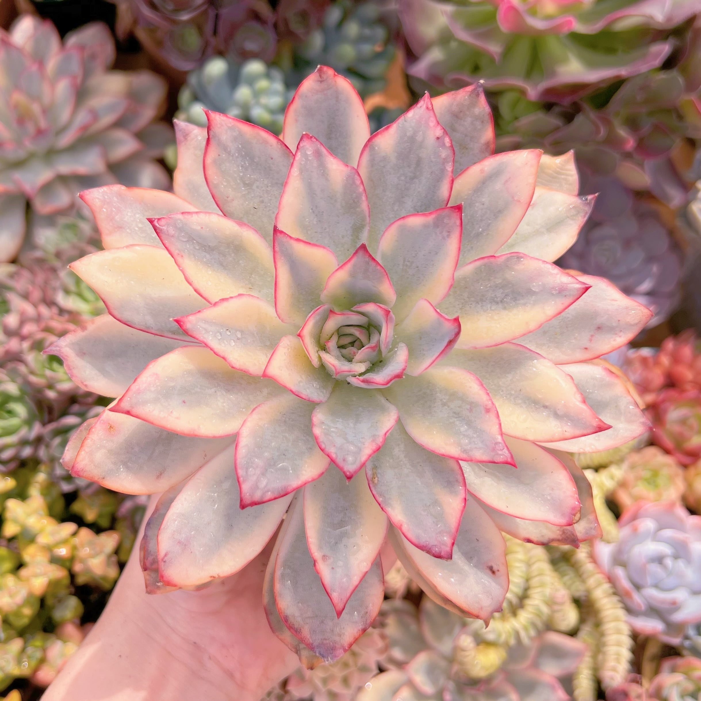 現品　月光女神#291　大苗　るる農園