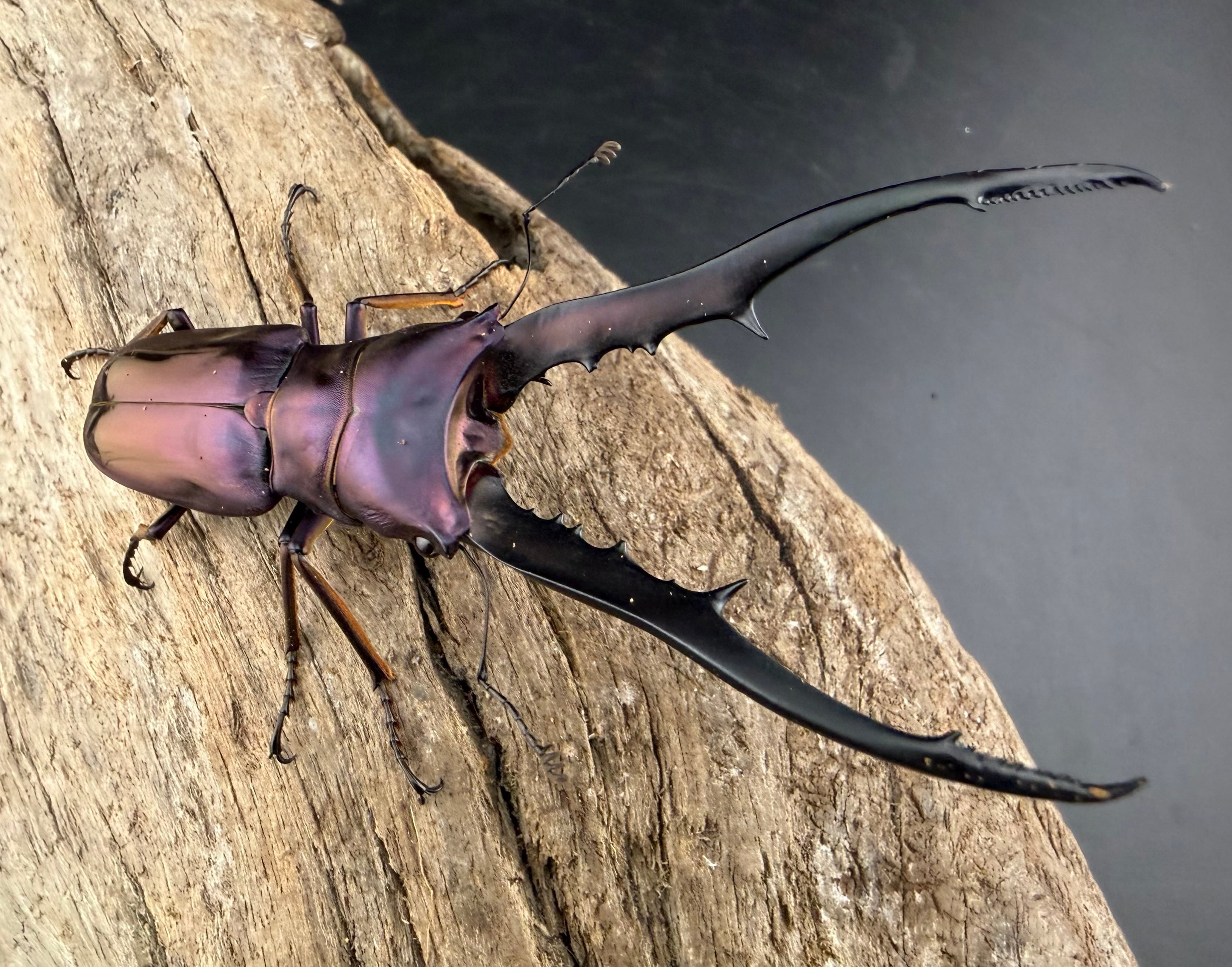 メタリフェルホソアカ亜種finae 83mm ペア》 | KPW公式オンラインショップ