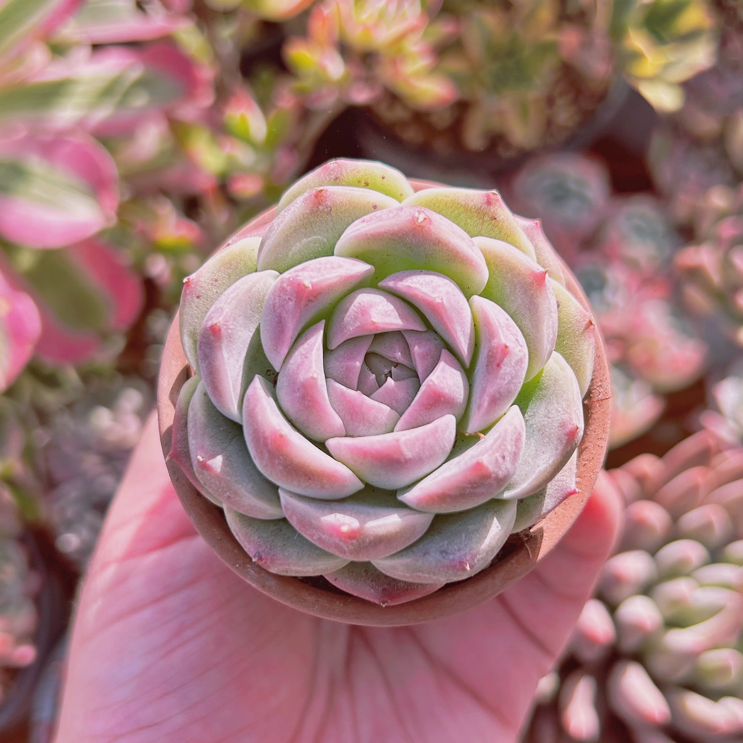 多肉植物 新品種 桃ソーダ | るる農園~多肉植物専門