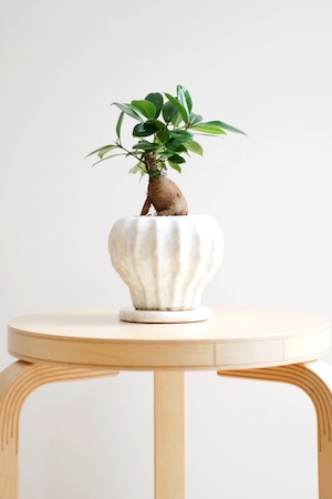 【S】ガジュマル/Ficus microcarpa