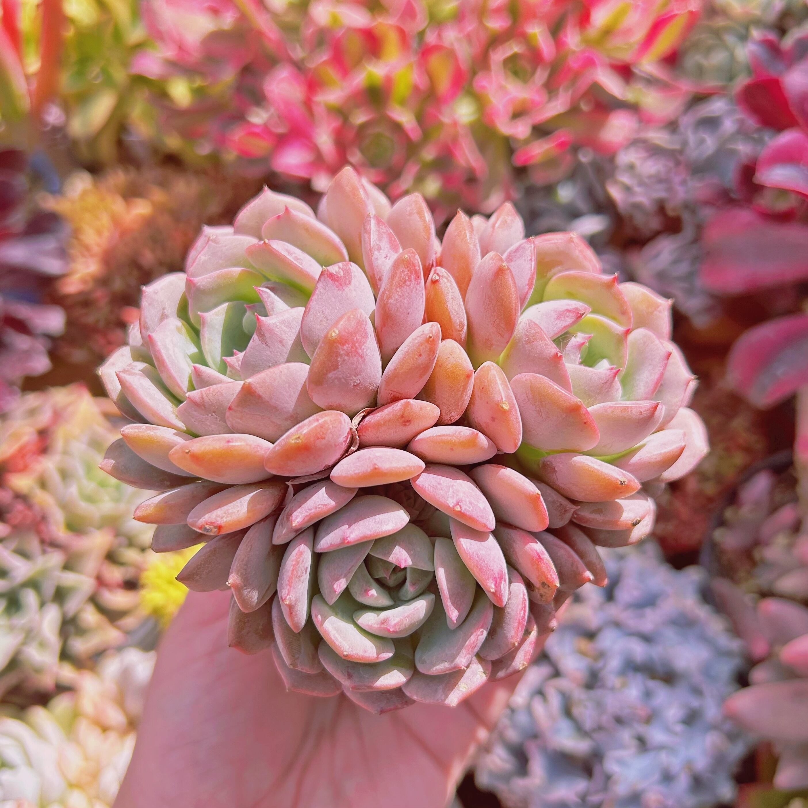 多肉植物 クララ 3~5頭 特大 | るる農園~多肉植物専門 多肉植物 クララ 3~5頭 特大 | るる農園~多肉植物専門