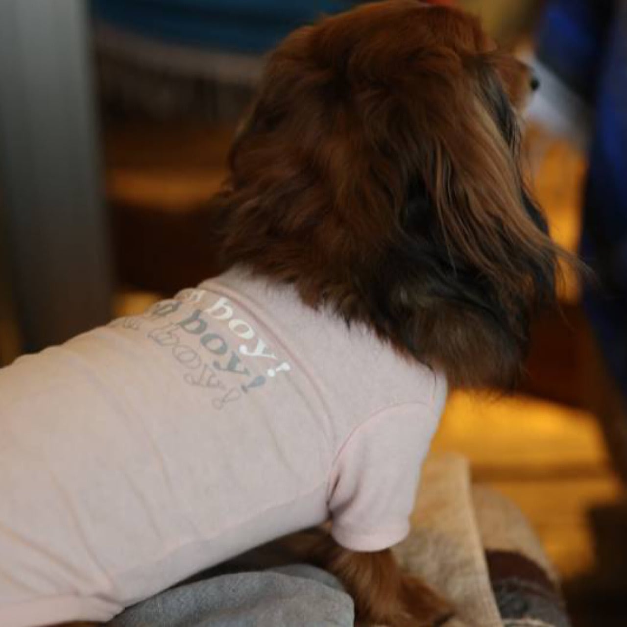 GOOD BOY （Tシャツ） | カニンヘンダックスとミニチュアダックス専門