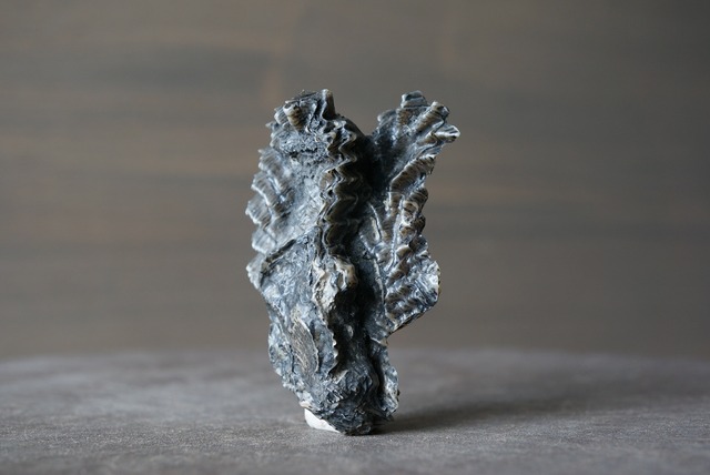 フランス産オイスター化石　Rastellum carinatum 926