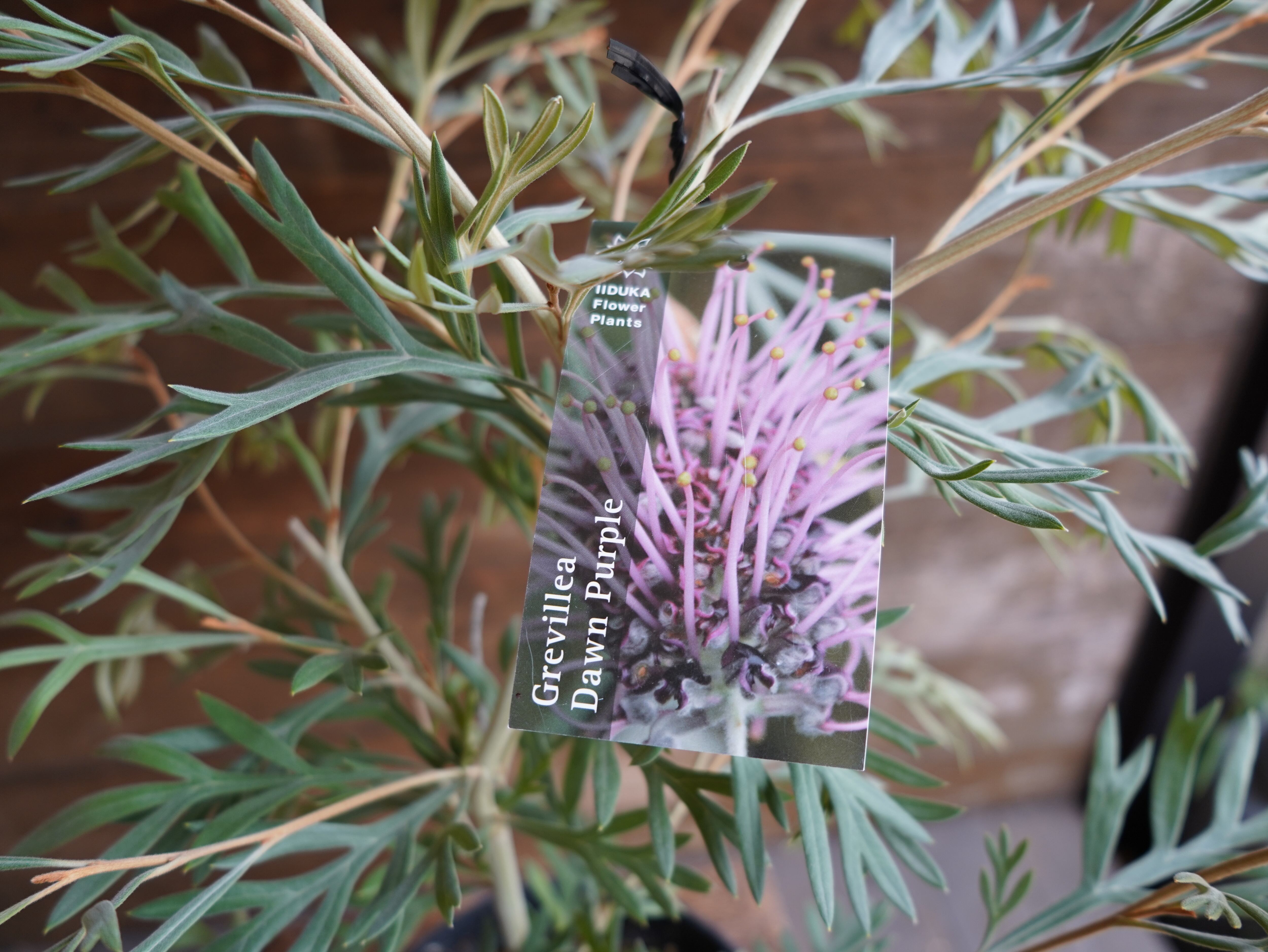 【現物】グレビレア ”ドーンパープル” A