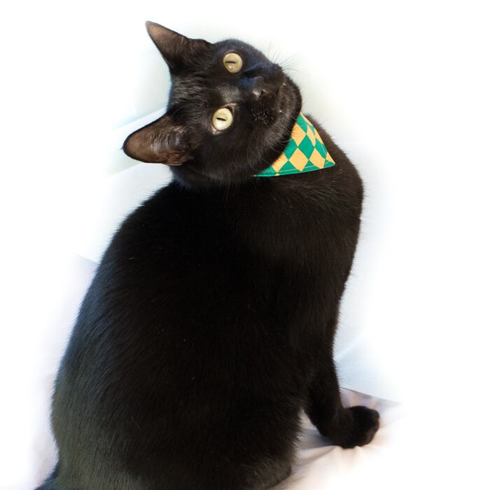 猫雑貨招福】猫用バンダナ 猫用首輪 セーフティバックル付 「バンダナ+