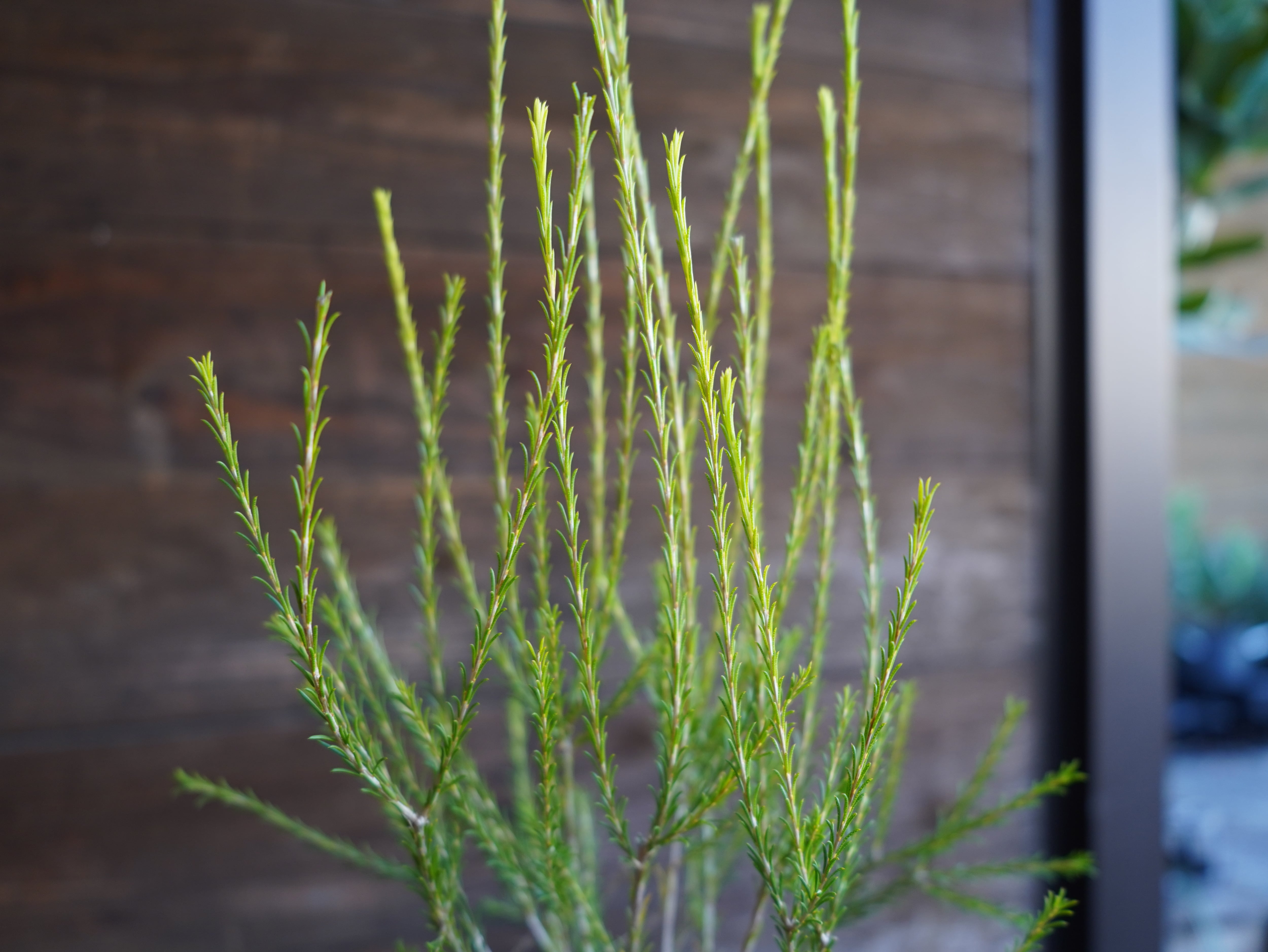 メラレウカ ”アルミラリス”