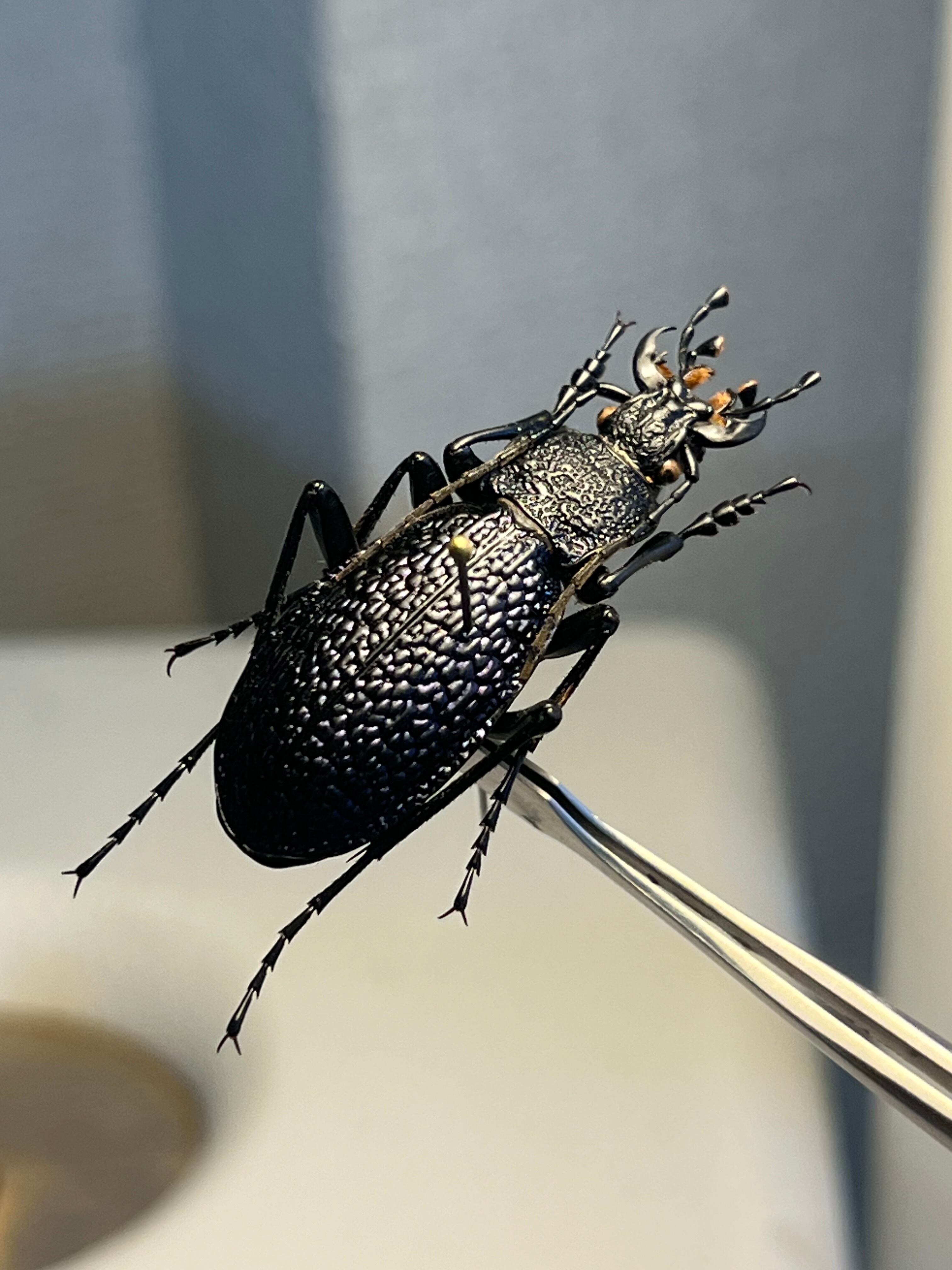 36mm】ボンヴロワキンオサムシ トルコ産 標本 イボハダオサムシ 青緑