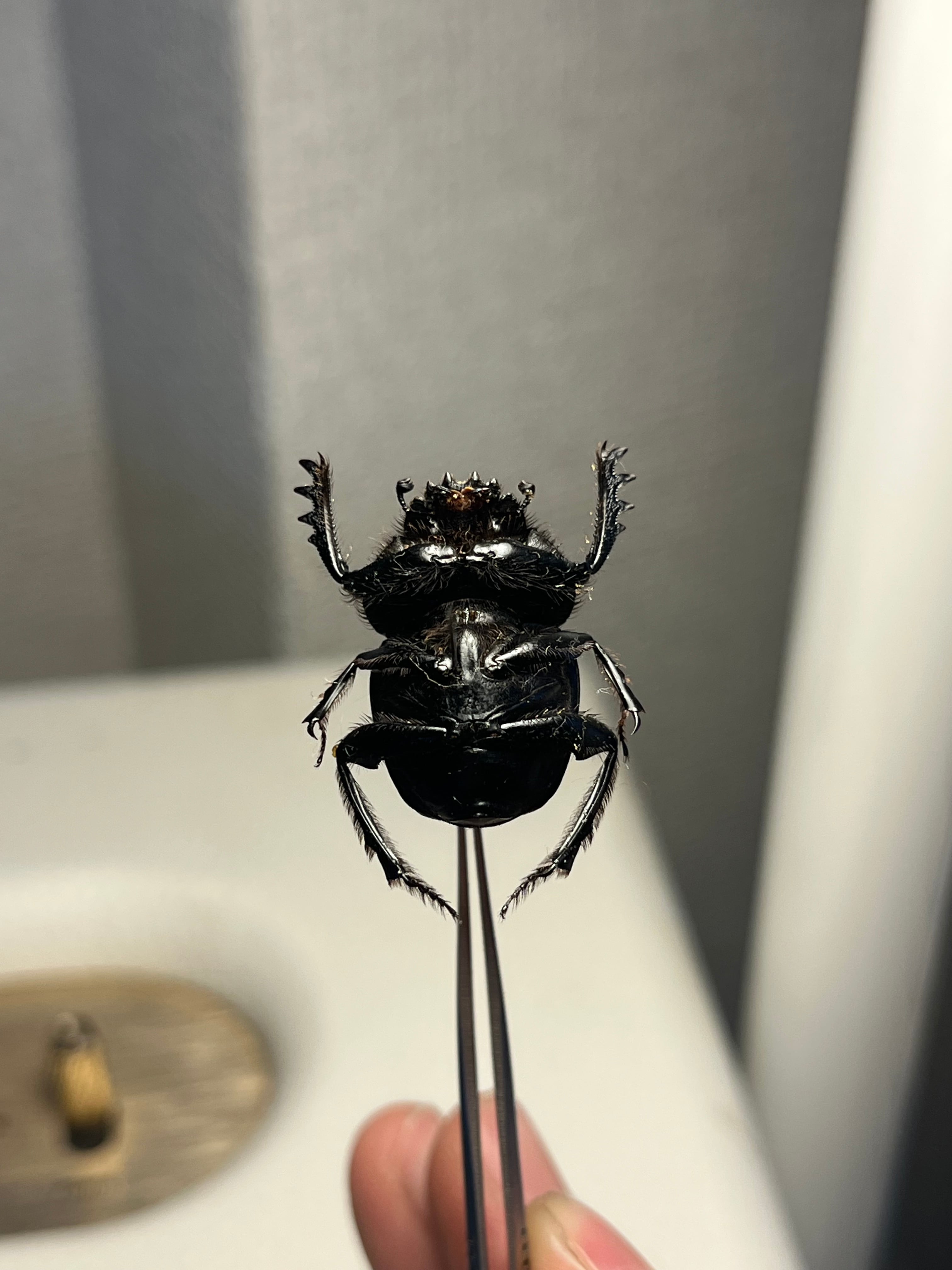 ファーブル昆虫記に登場するスカラベ 標本Scarabaeus Semipunctatus