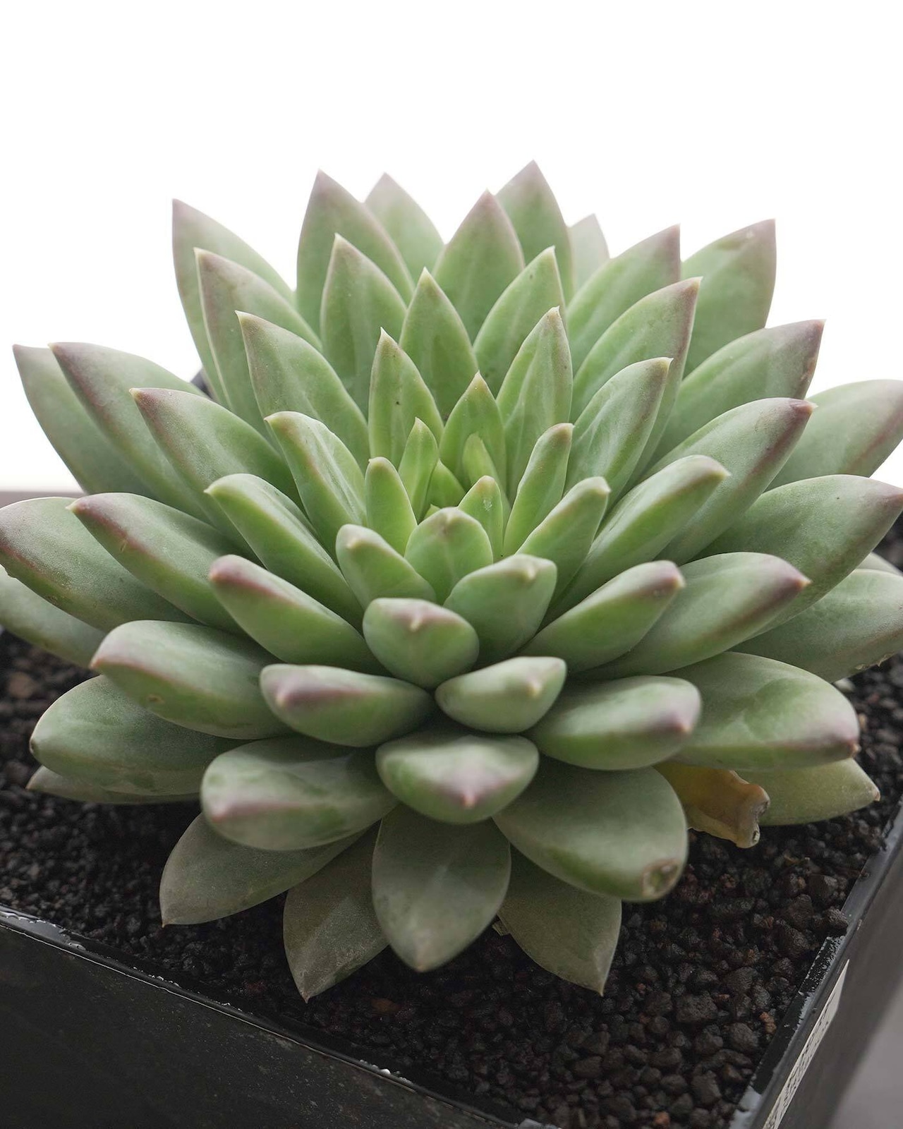 発根済カット苗 ダークモンスター 大株 Echeveria 'Dark Monster'