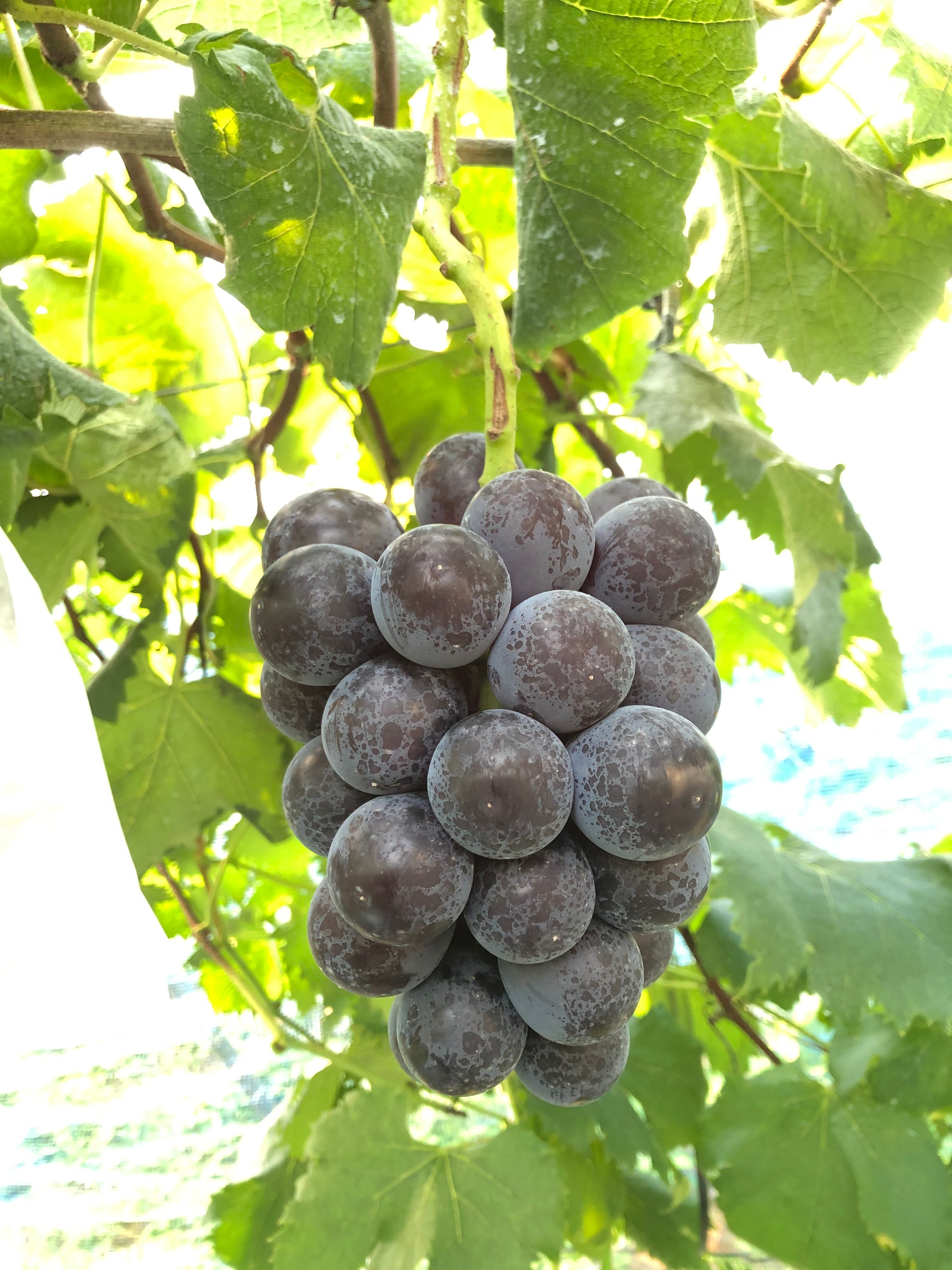 藤稔 約2.5kg | 兵庫県加西市の美味しい葡萄・高橋農園