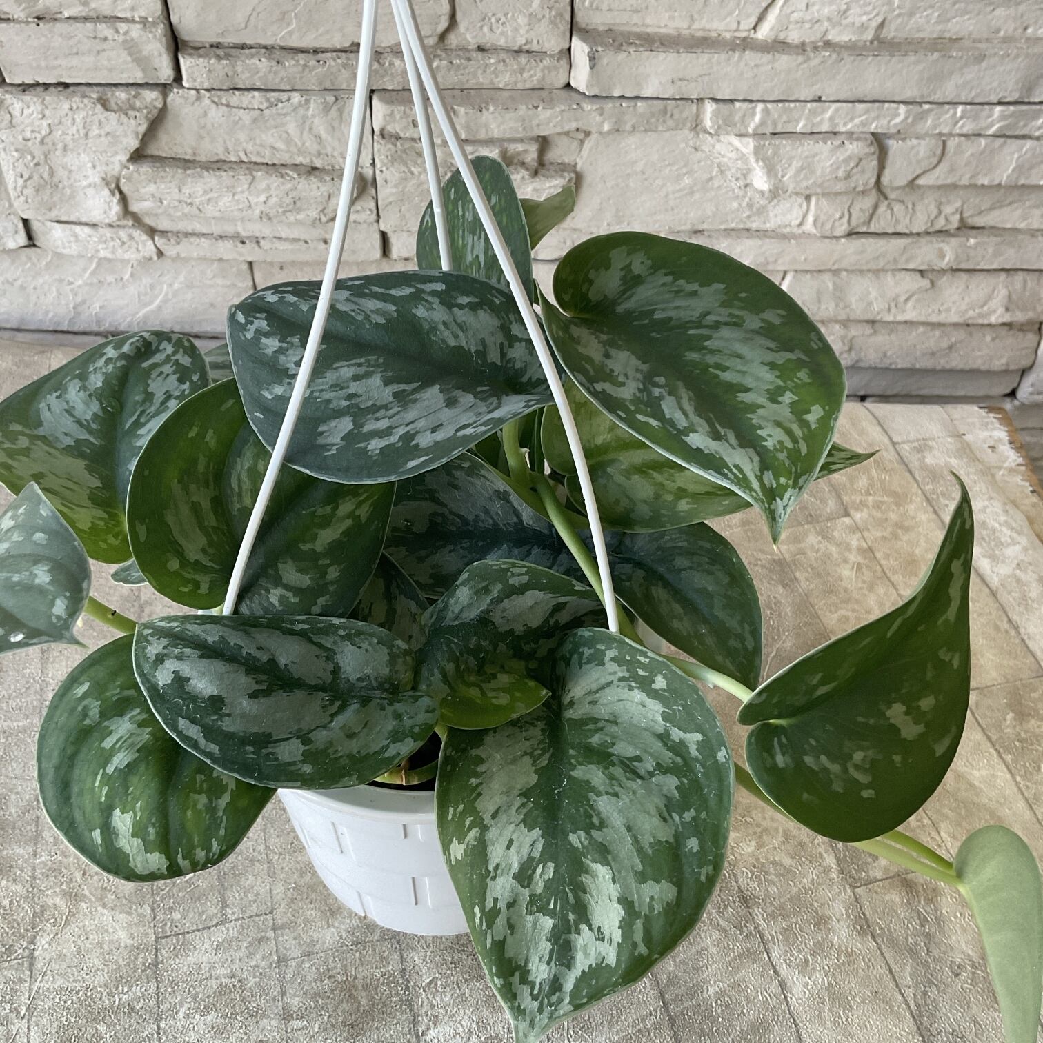 観葉植物 | 橋本種苗園