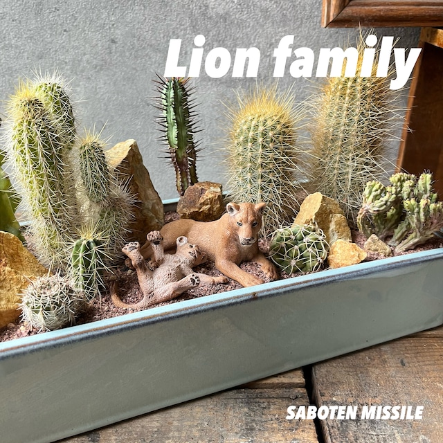 Lion Family