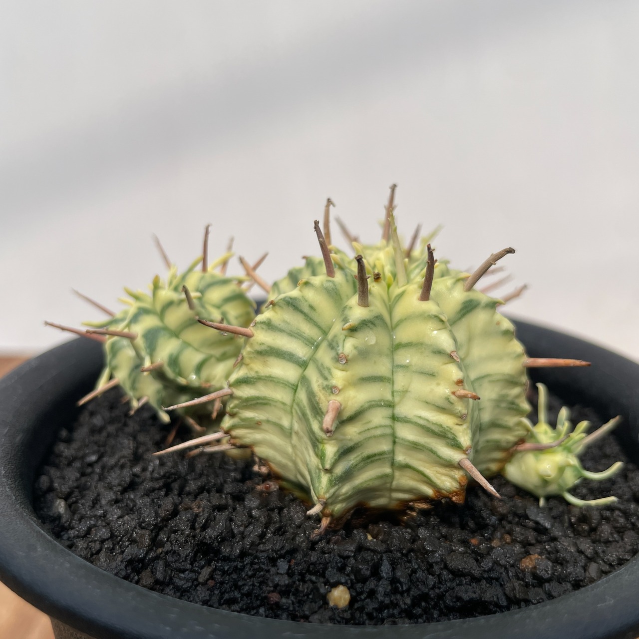 Euphorbia meloformis f.variegata【ユーフォルビア・メロフォルミス錦】