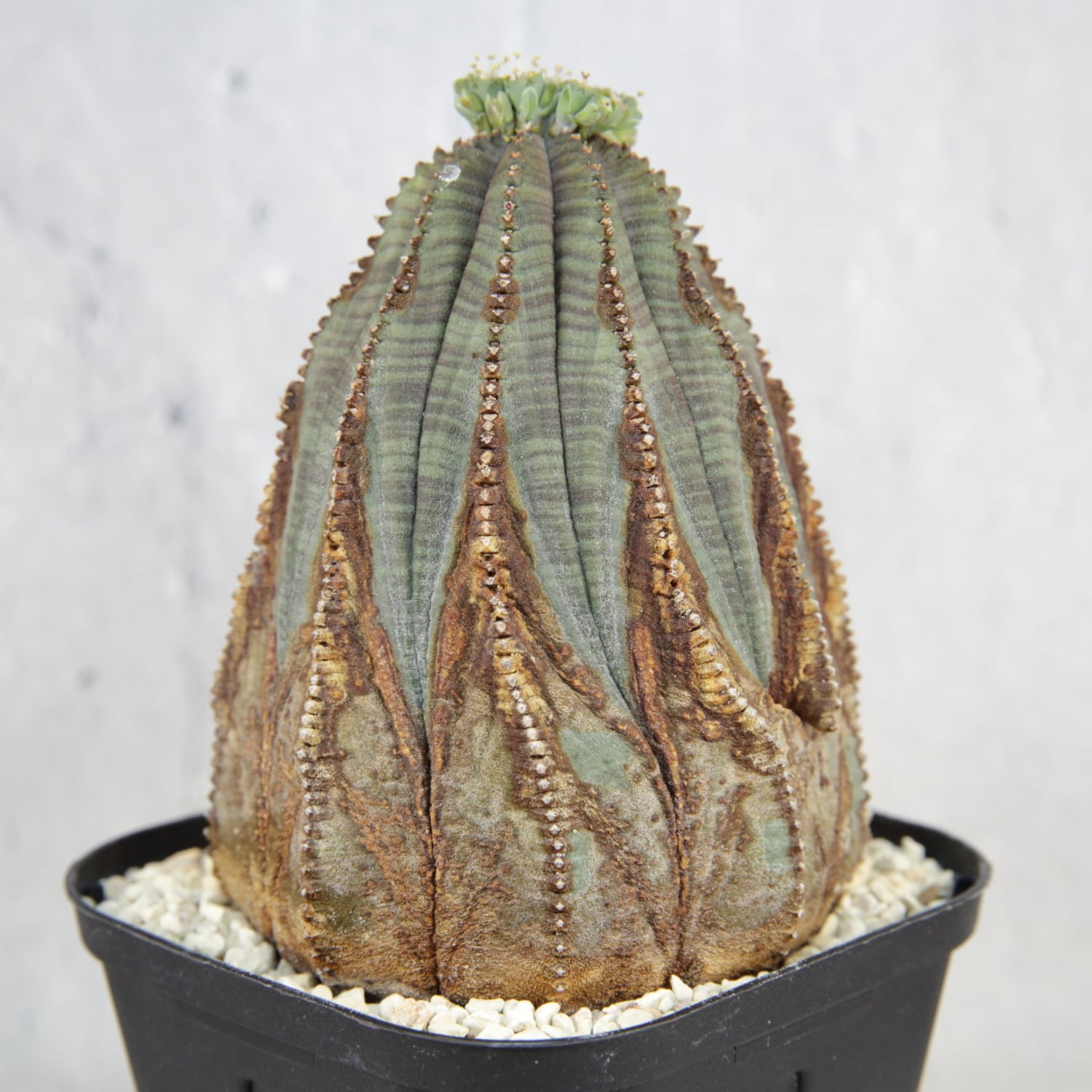 オス株 美模様 マウンテン ラギット オベサ / ユーフォルビア