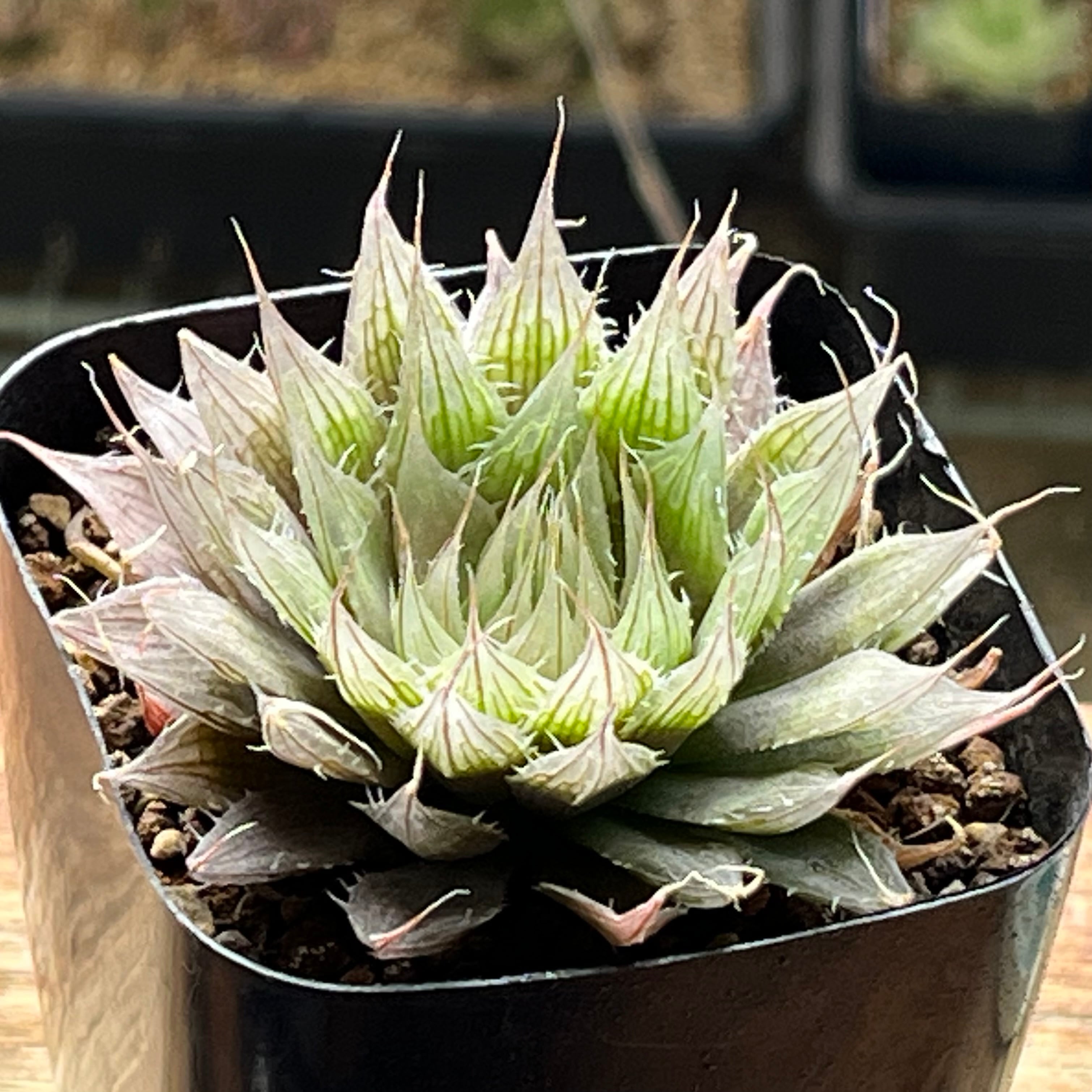 ハオルチア 三仙寿錦 | mocono_plants