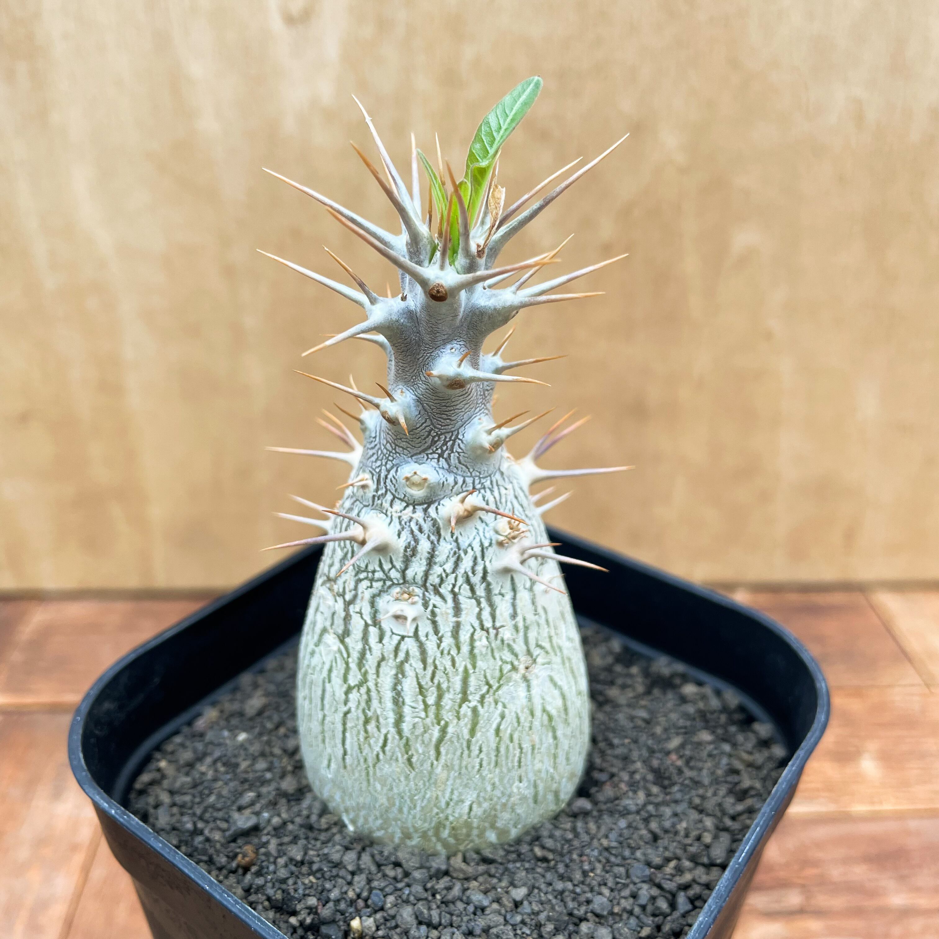 1D 特選 パキポディウム デンシカウレ 恵比寿大黒 Pachypodium