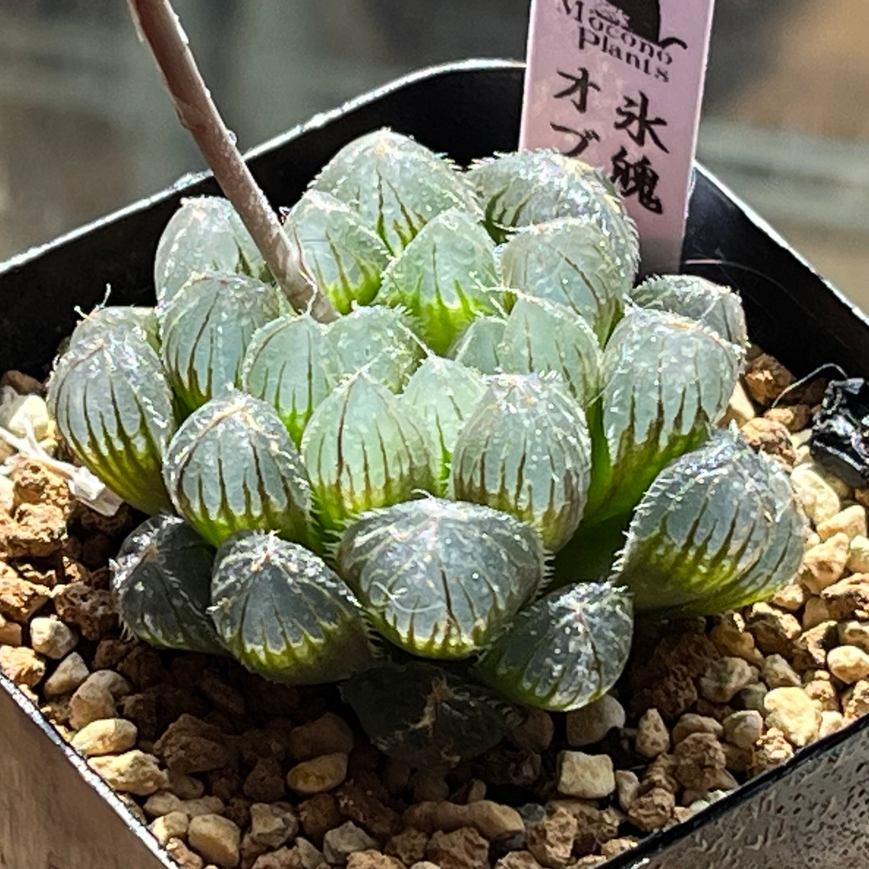 オブツーサ系 | mocono_plants