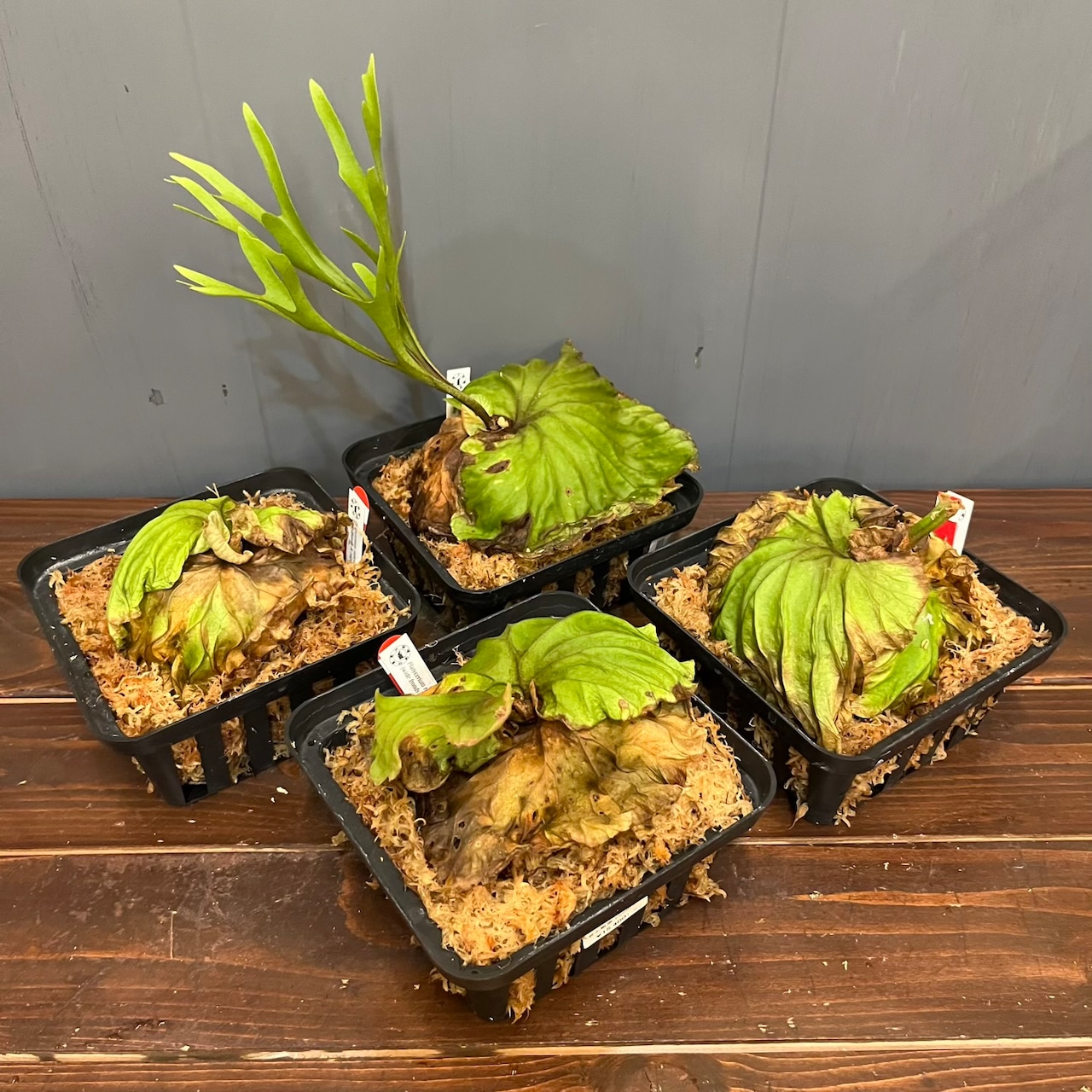 【秋の植え替えフェア対象】【セット】ビカクシダ　リドレイ