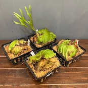 【秋の植え替えフェア対象】【セット】ビカクシダ　リドレイ