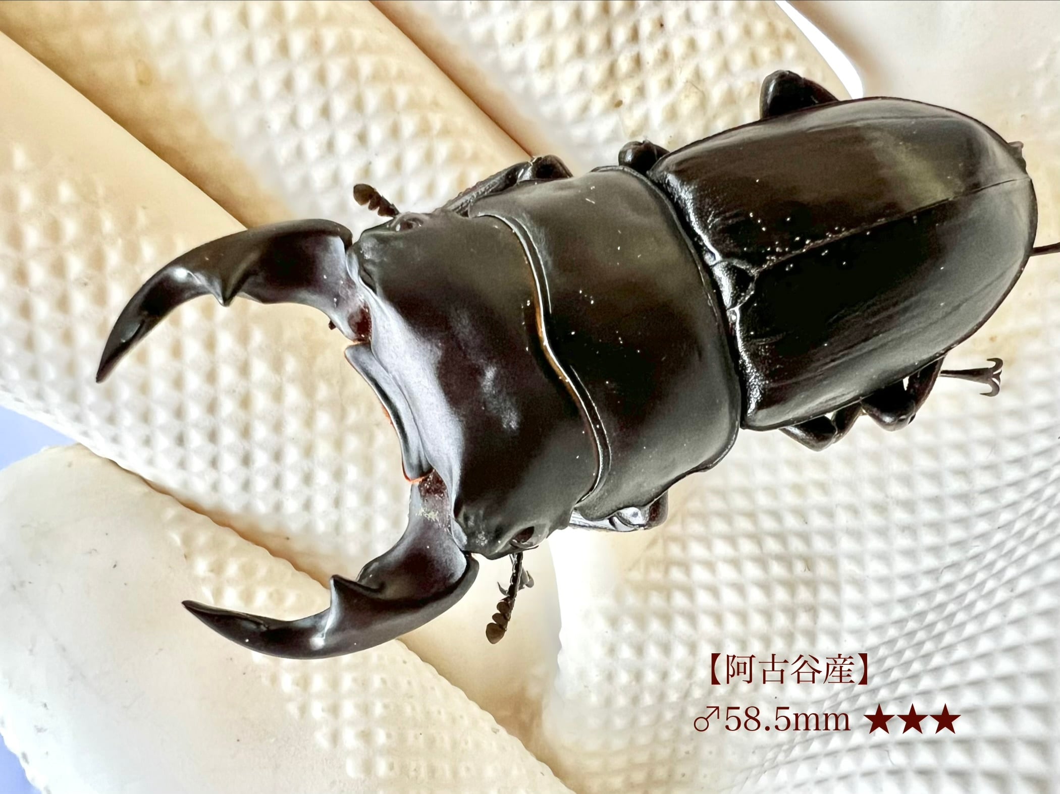 阿古谷産オオクワ♂58.5mm ★★★ ×♀39mmペア | Gonbuto Dorcus