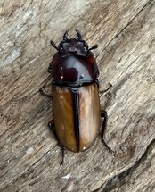 【WD】《ブルイジンノコギリ ペレン島産 40.5mm ペア》