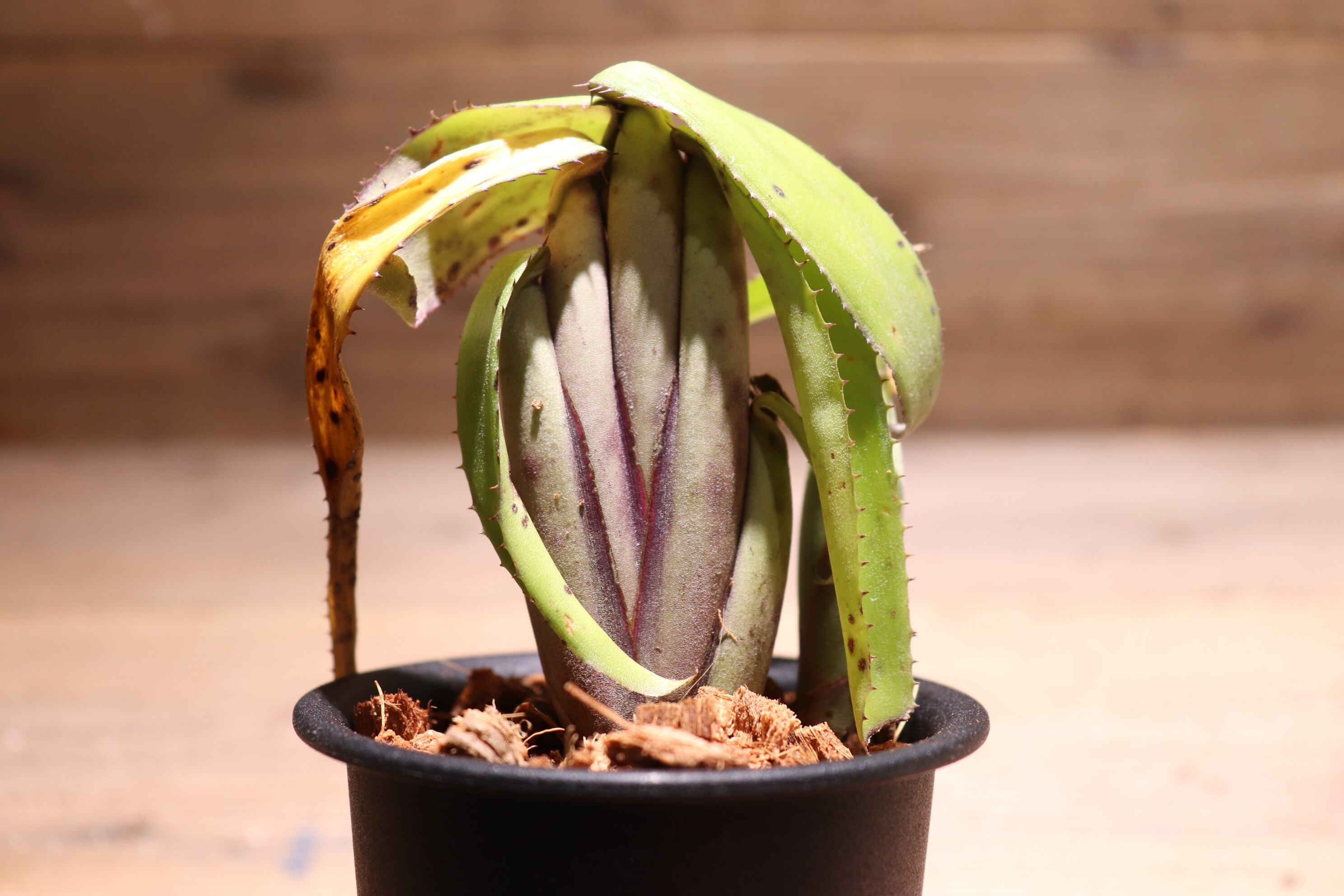 送料無料】Aechmea brevicollis〔エクメア〕現品発送A0046 | plane plants
