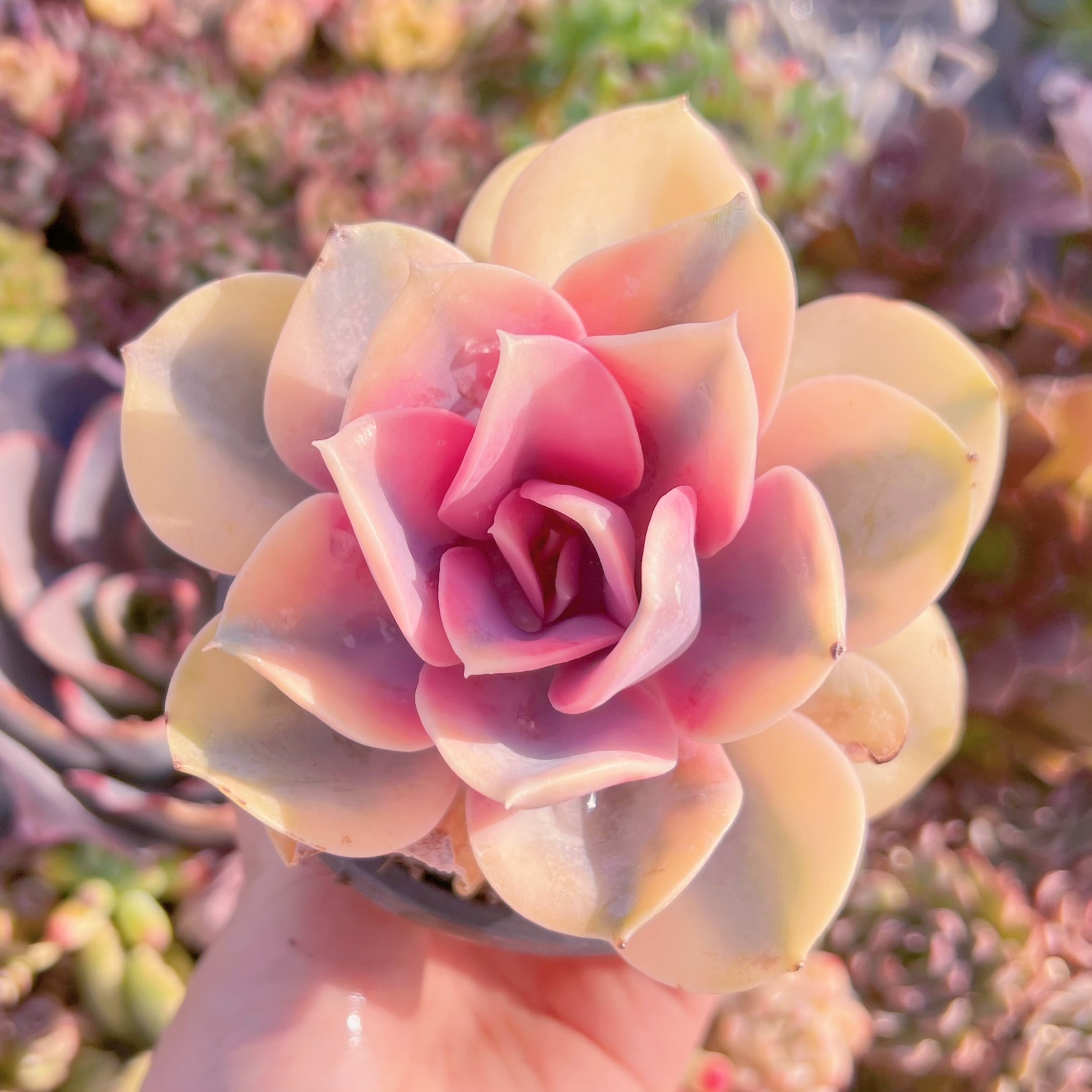 現品　レインボー#F093　るる農園