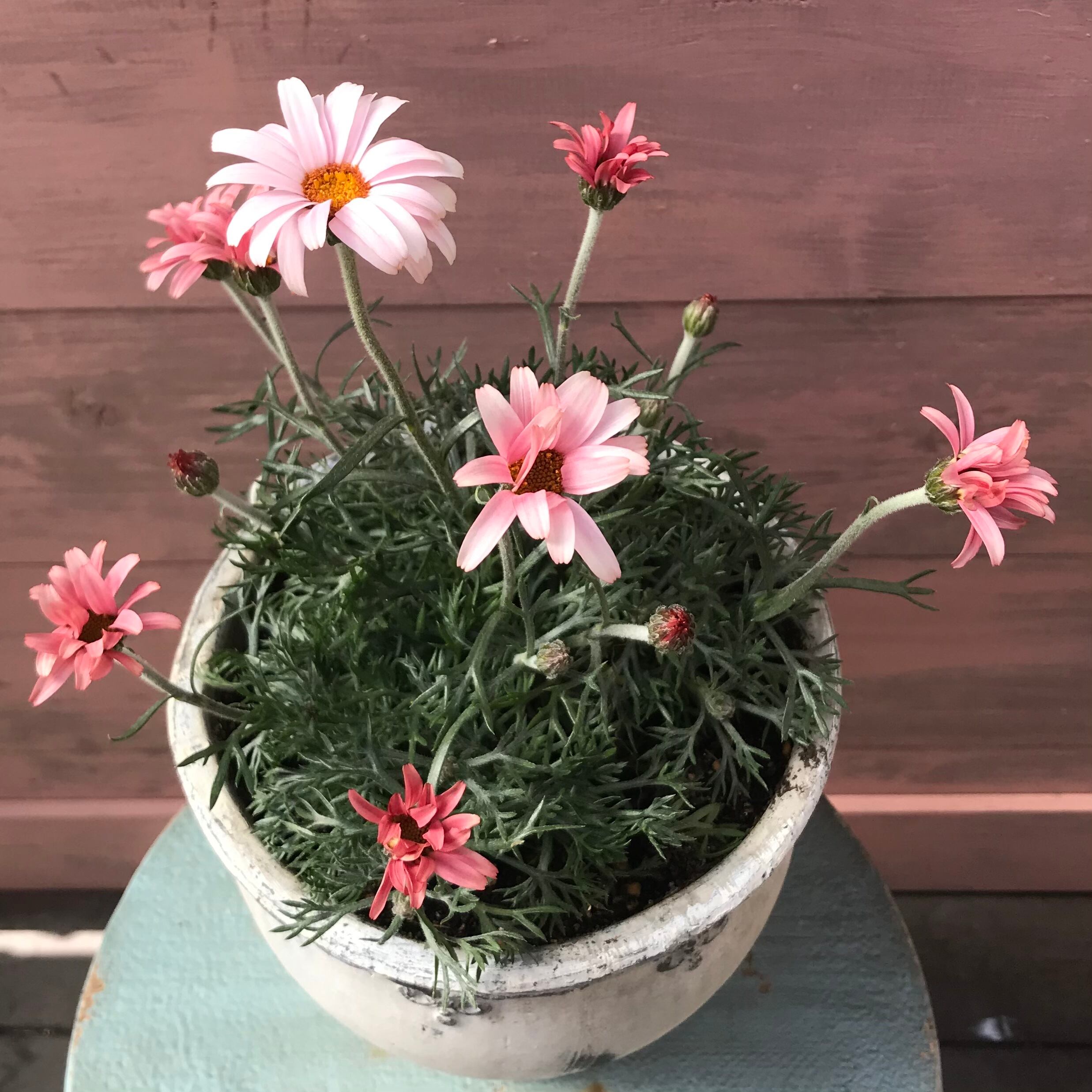 ローゼンセマム アプリコットジャム | Merak - メラク 寄せ植え