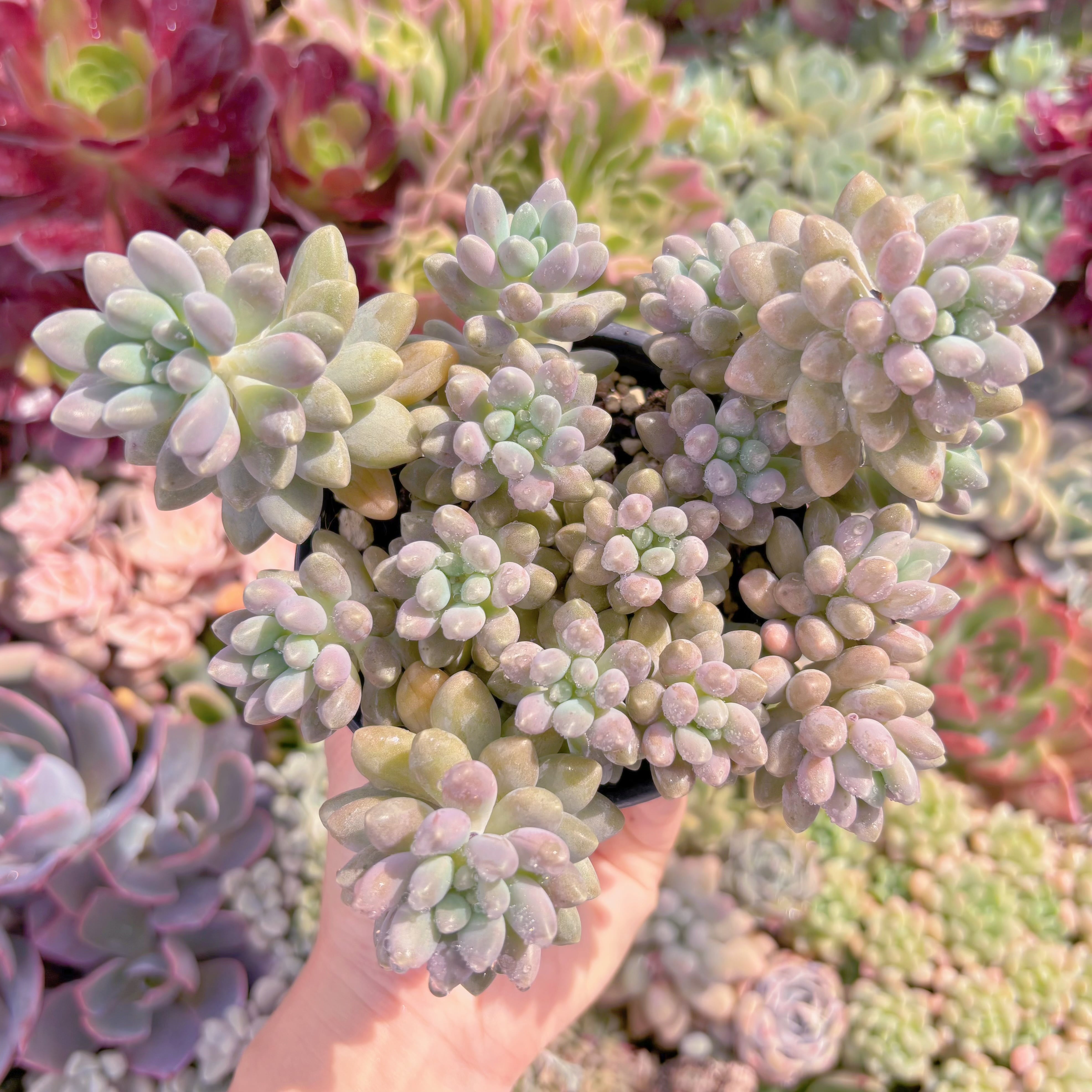 現品　エクスパトリマータxクレムネリア#666　群生　るる農園