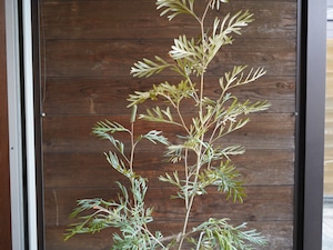 【現物】グレビレア ”ドーンパープル” C