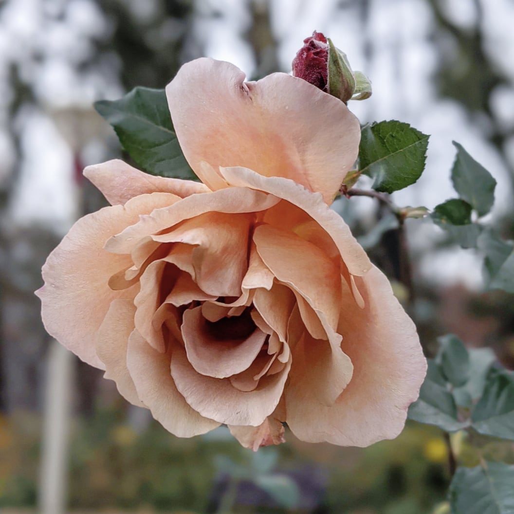 大苗　4年　バラ　切り花品種 植物の種類···バラ 苗/種など···花の苗