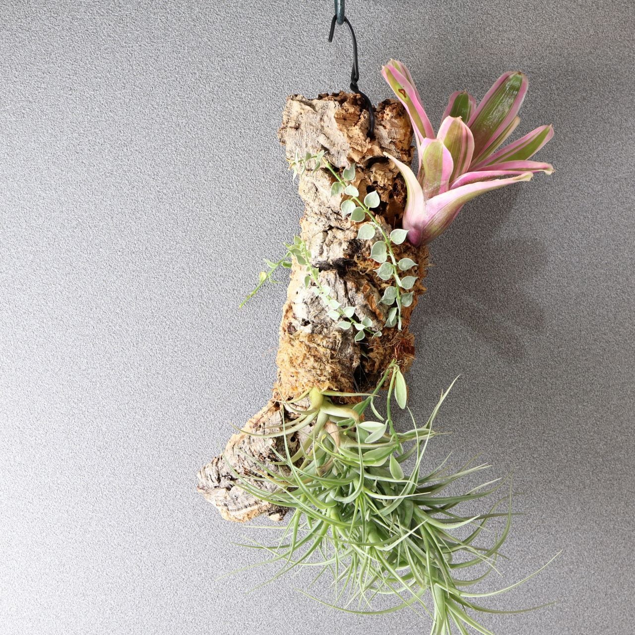 366 色とりどり、着生植物のアート『チランジア ベルゲリー