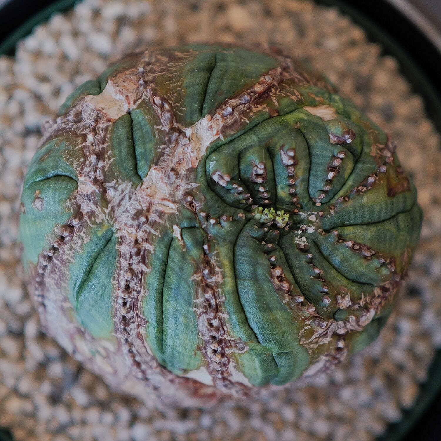 メス株【超厳選株】大株 最大幅約7.7cm 円扇綴化 捻じれ オベサ