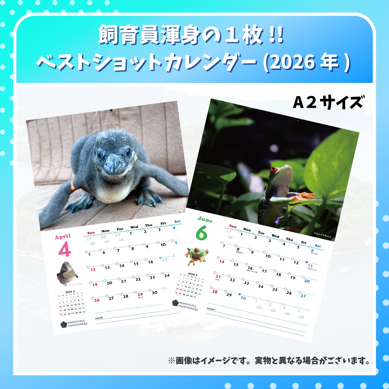 飼育員渾身の一枚！！ベストショットカレンダー(2026) | あわしま