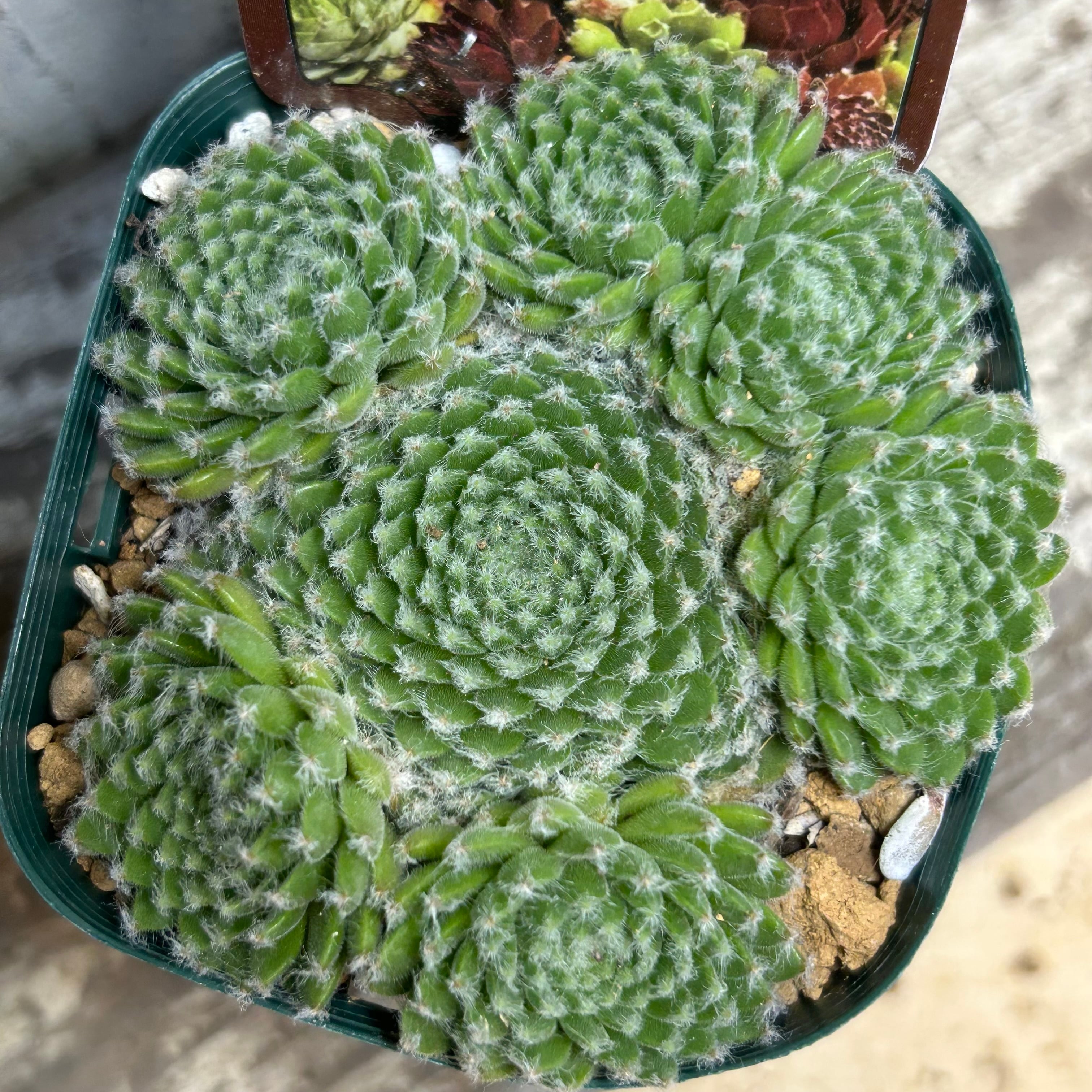 センペル | RuPo 多肉植物専門店